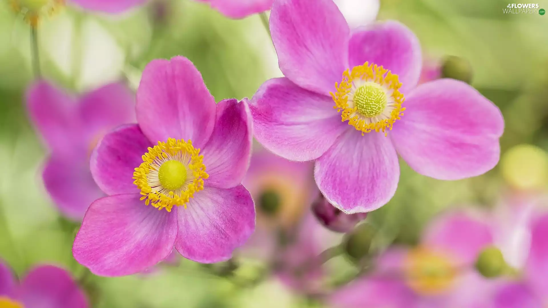 Flowers, Japanese anemone