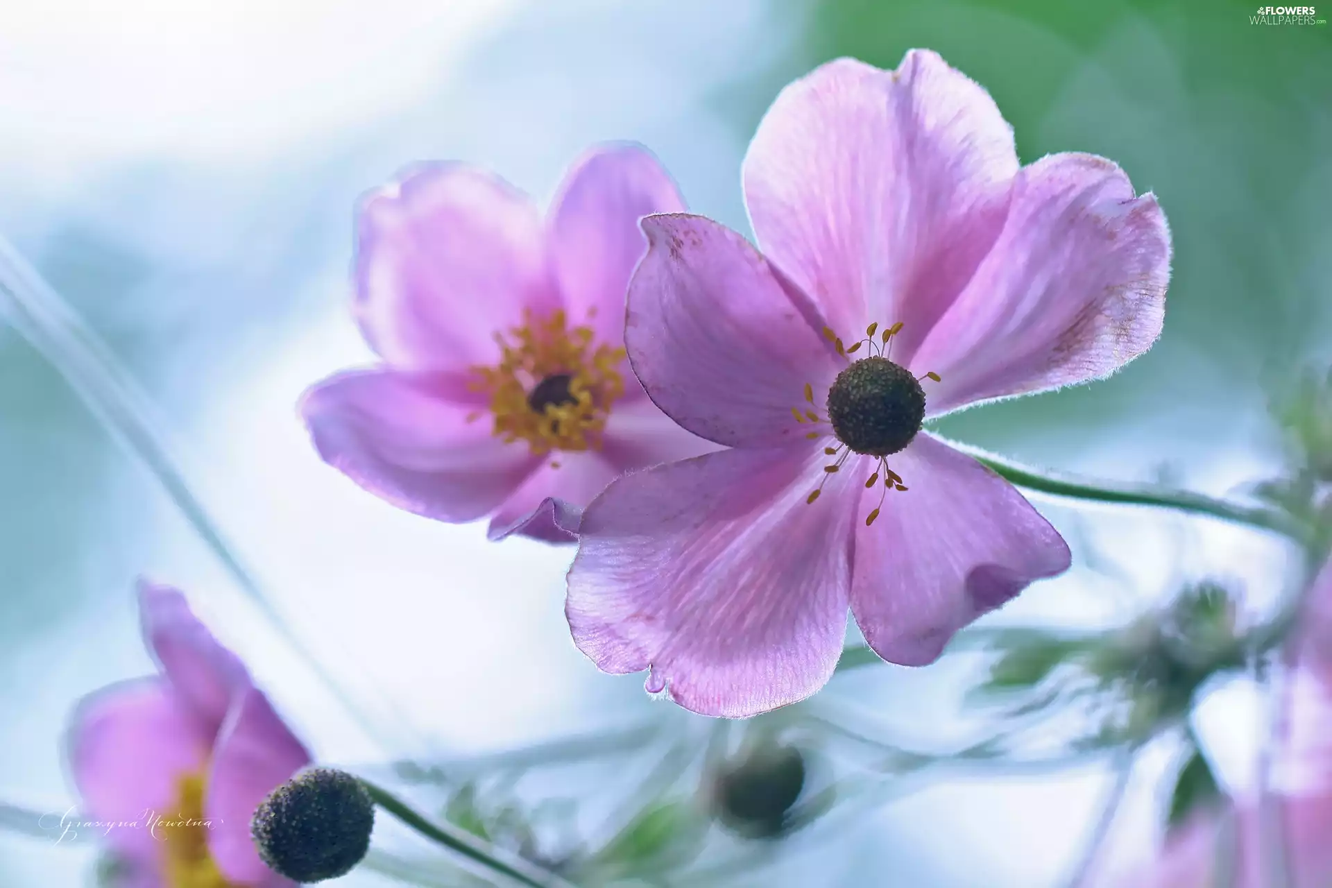 Anemones, purple, Flowers, Japanese