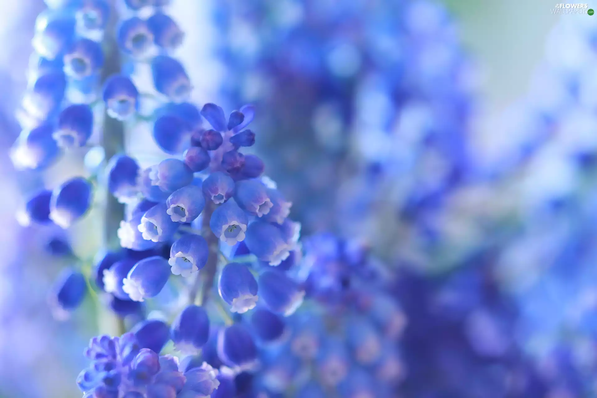 Muscari, Blue, Flowers