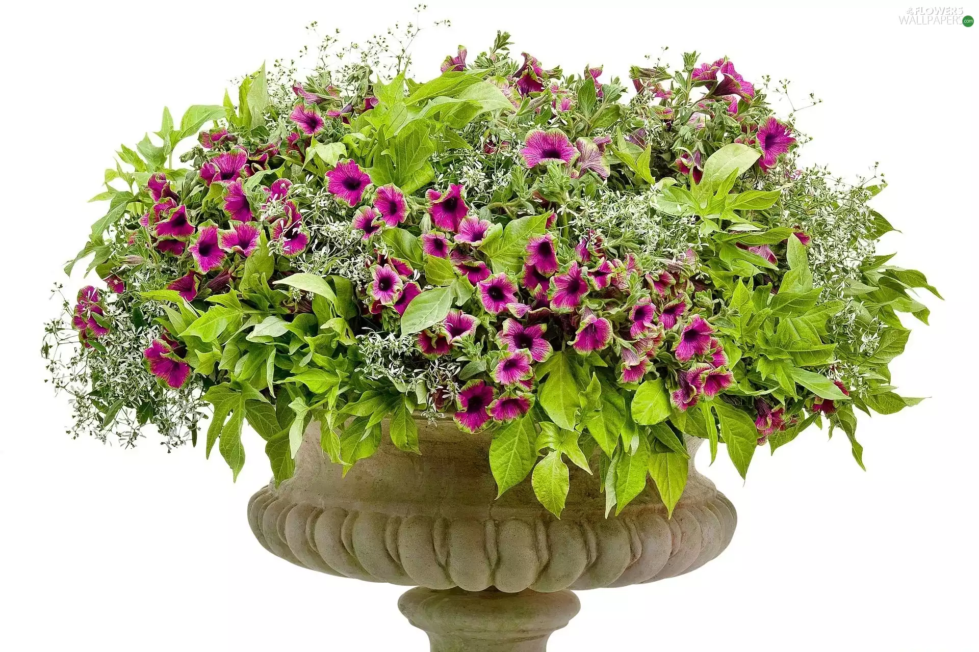 petunias, bowl, purple