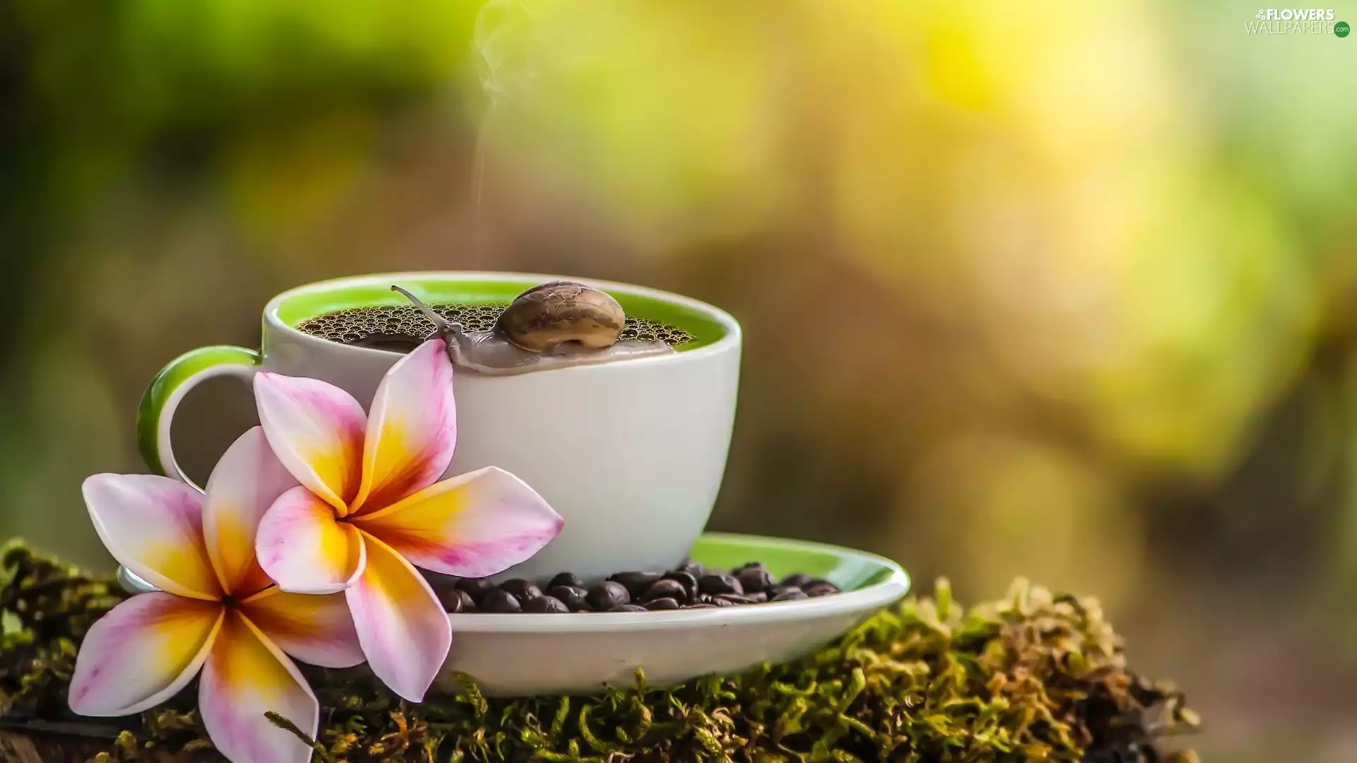 snail, Moss, cup, coffee, Plumeria