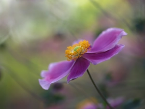 Colourfull Flowers, Japanese anemone, lilac