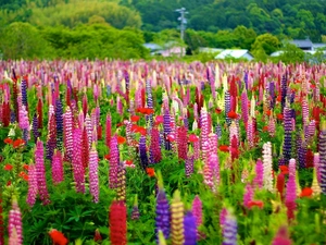 lupine, Meadow, color