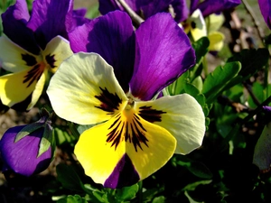 color, pansy