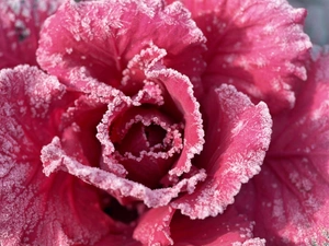 winter, A snow-covered, rose