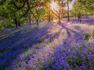 Flowers, trees, ringtones, viewes, forest, car in the meadow, rays of the Sun