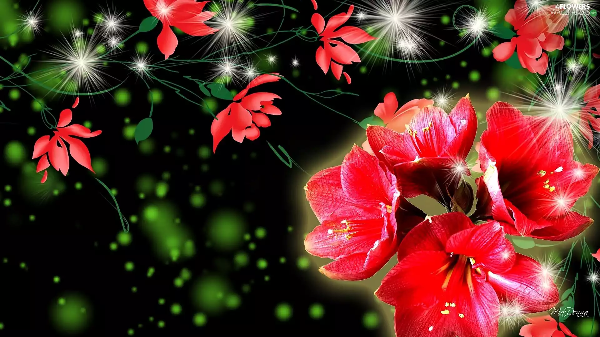 graphics, Flowers, amaryllis, Red
