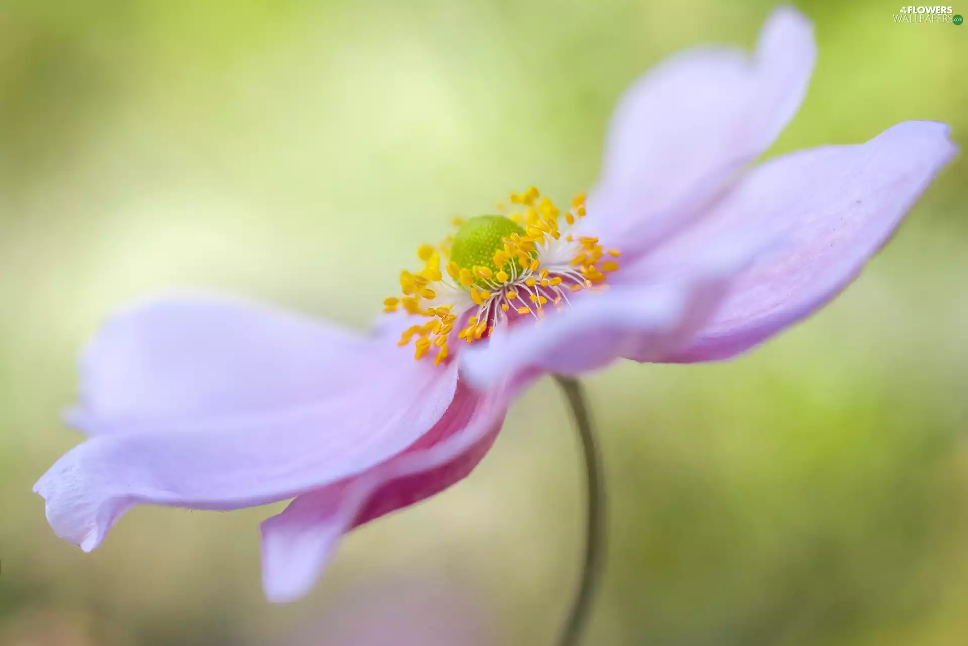 Close, Colourfull Flowers, anemone