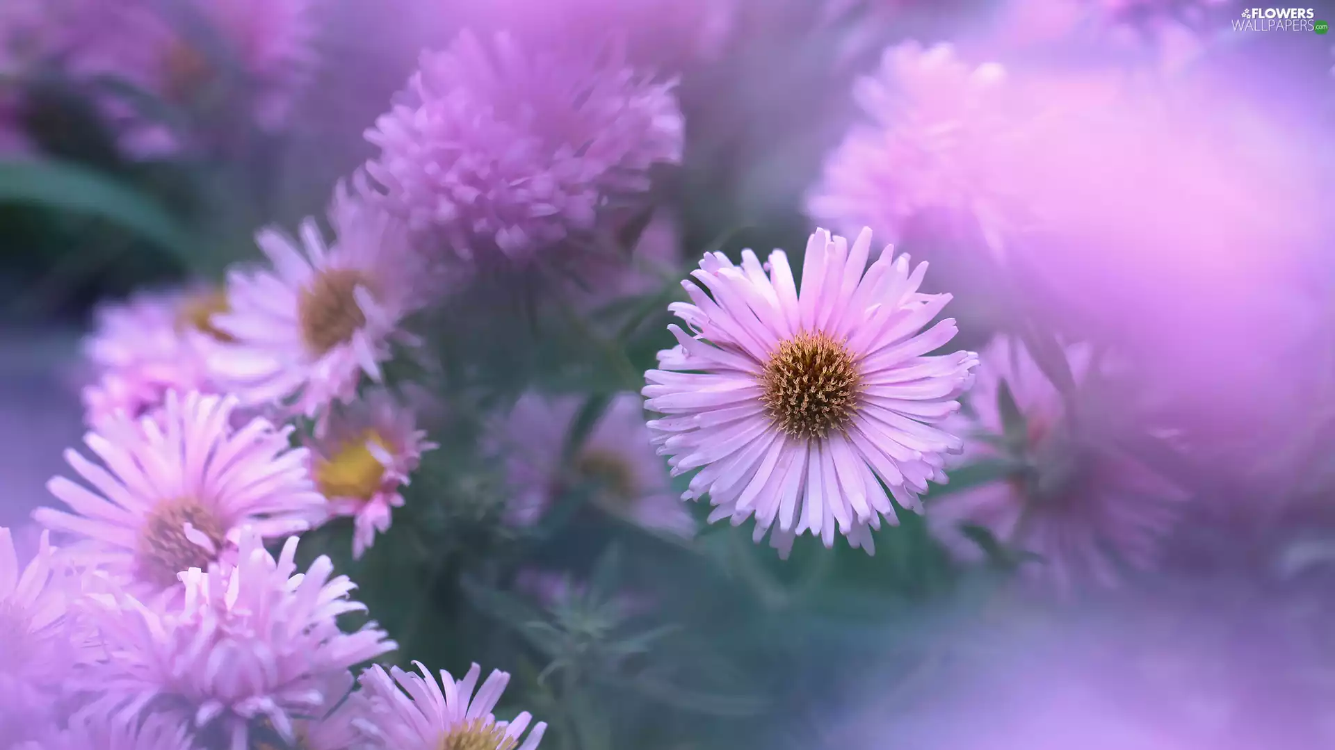 Flowers, Light pink, Astra