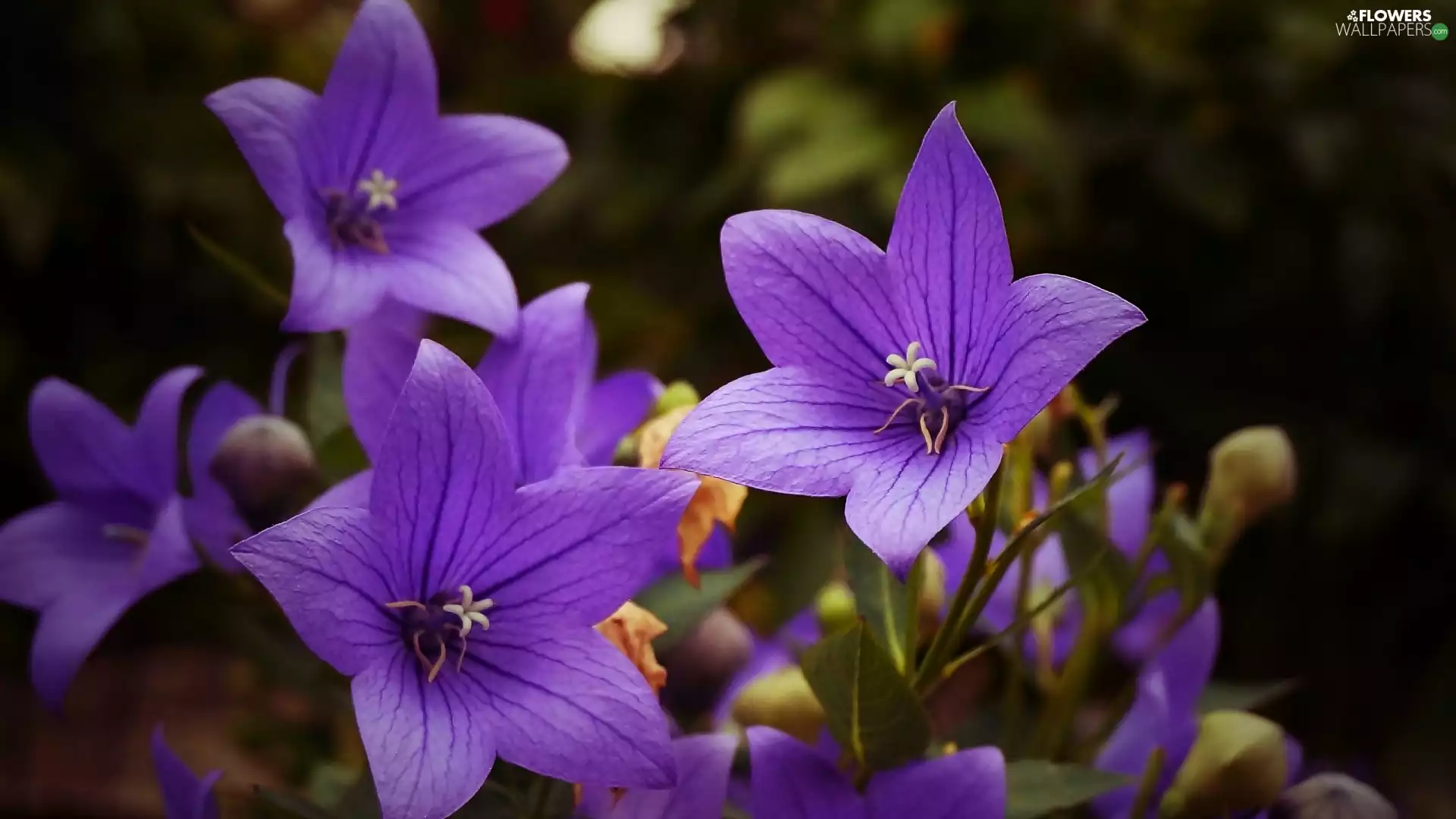bell, purple, Flowers