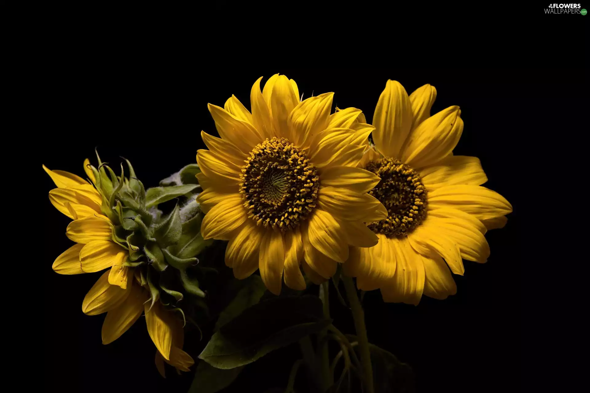 Three, Black, background, decorative Sunflowers - Flowers wallpapers: 2048x1366