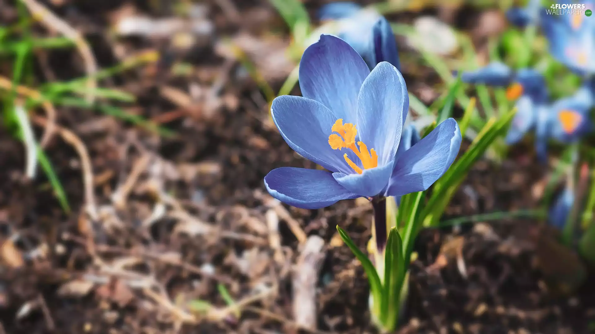 crocus, Colourfull Flowers, blue