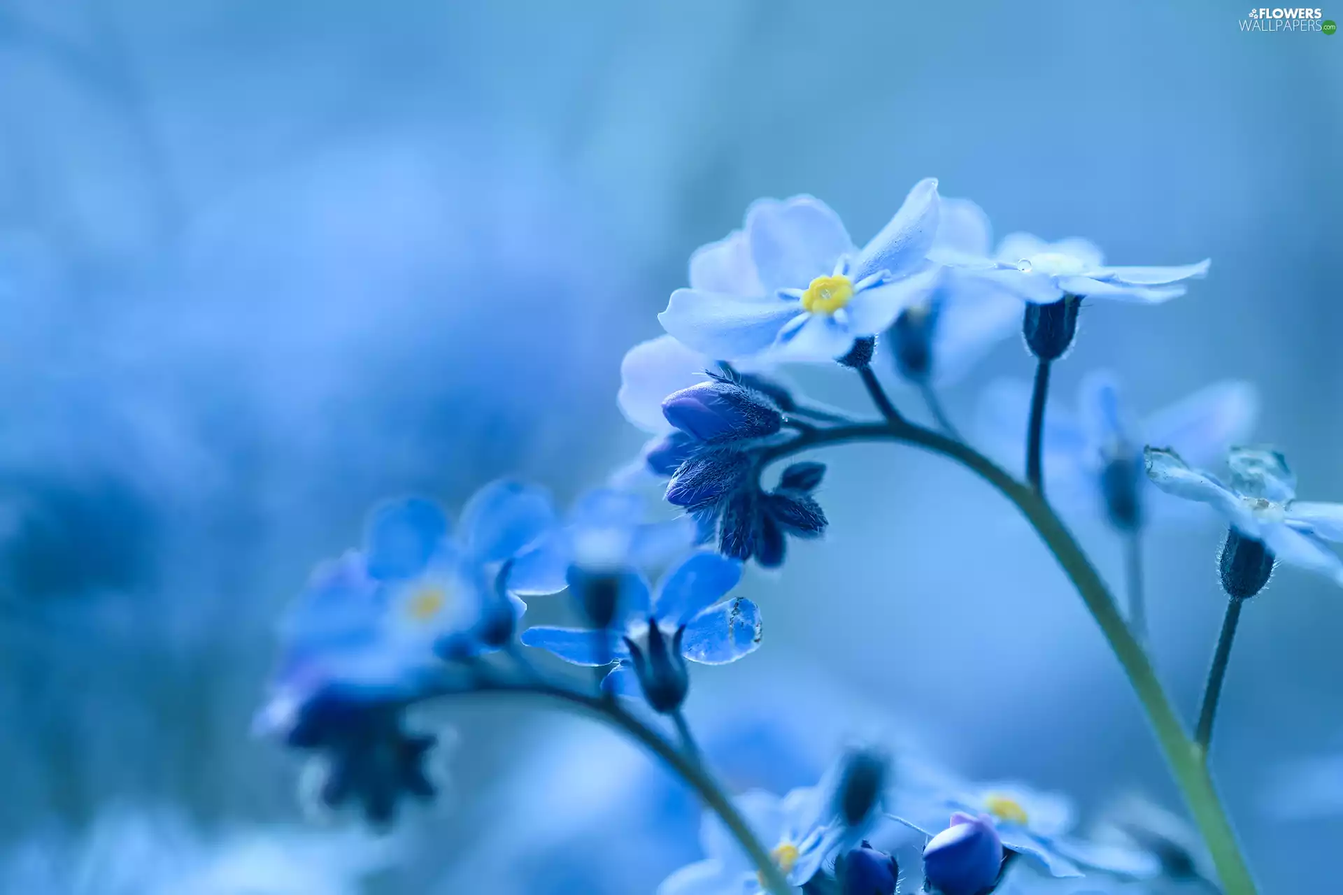 Blue, Forget, Flowers