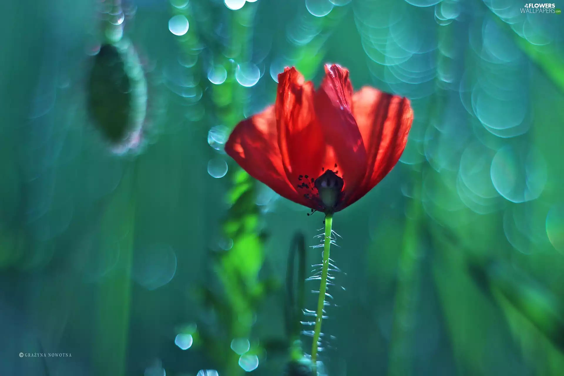 red weed, Colourfull Flowers, Bokeh, Red