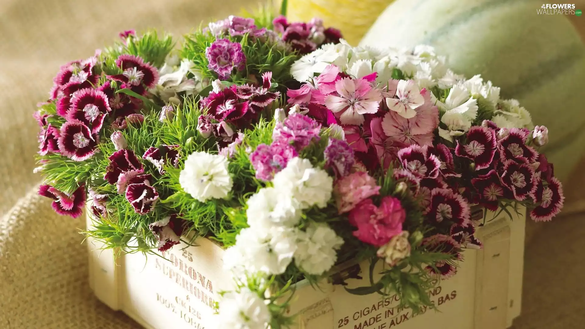 color, flowers, Box, bouquet