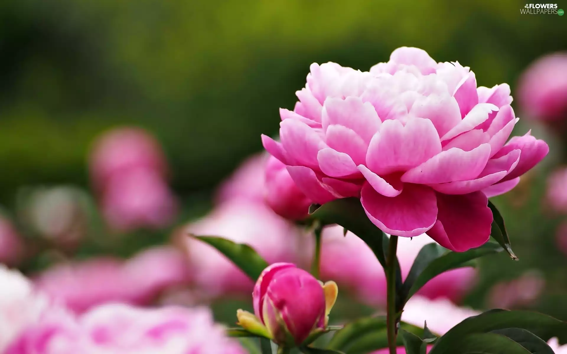 peony, Colourfull Flowers, bud - Flowers wallpapers: 1920x1200