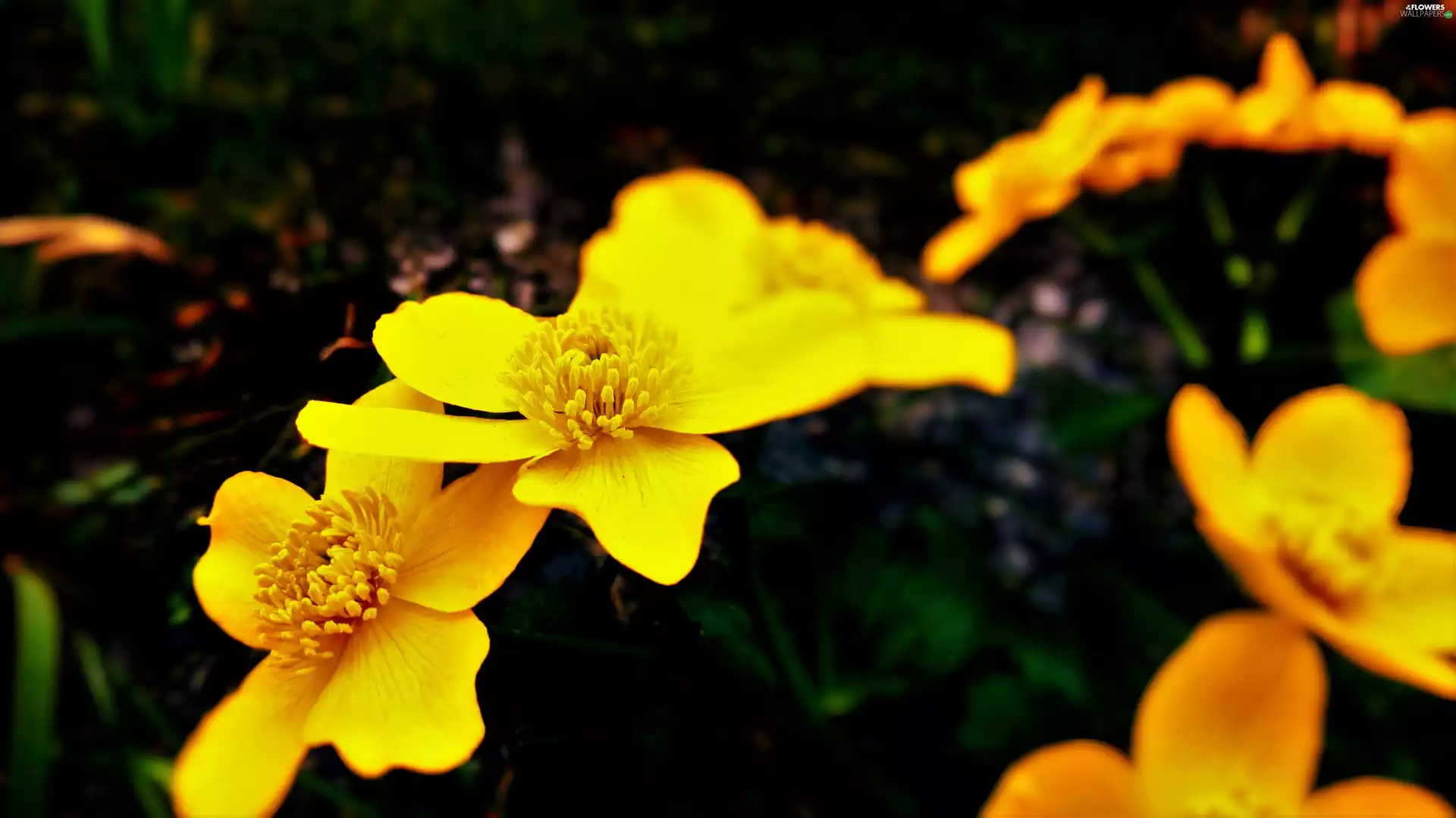 buttercup flowers
