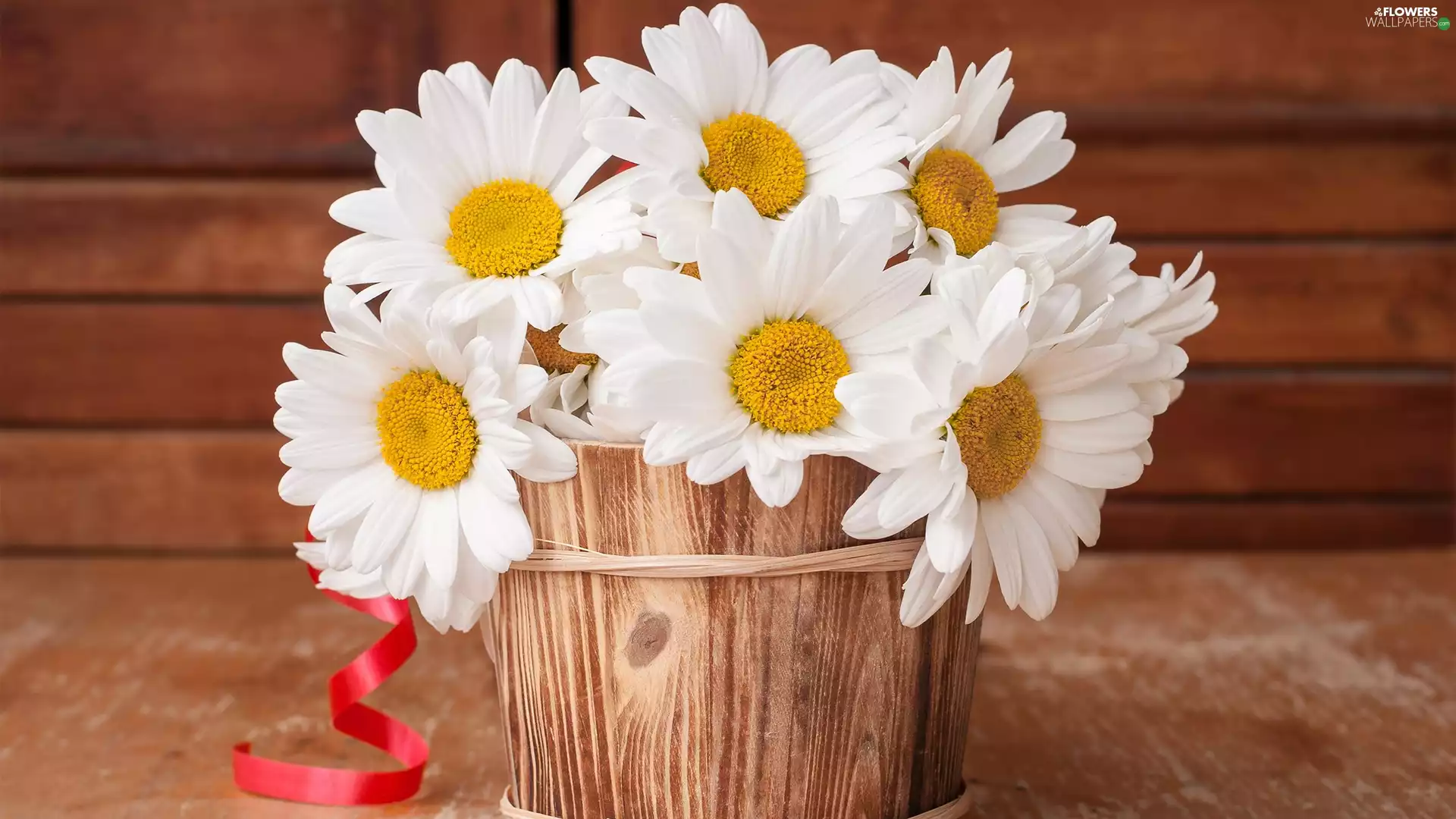 Flowers, Wooden, pot, camomiles