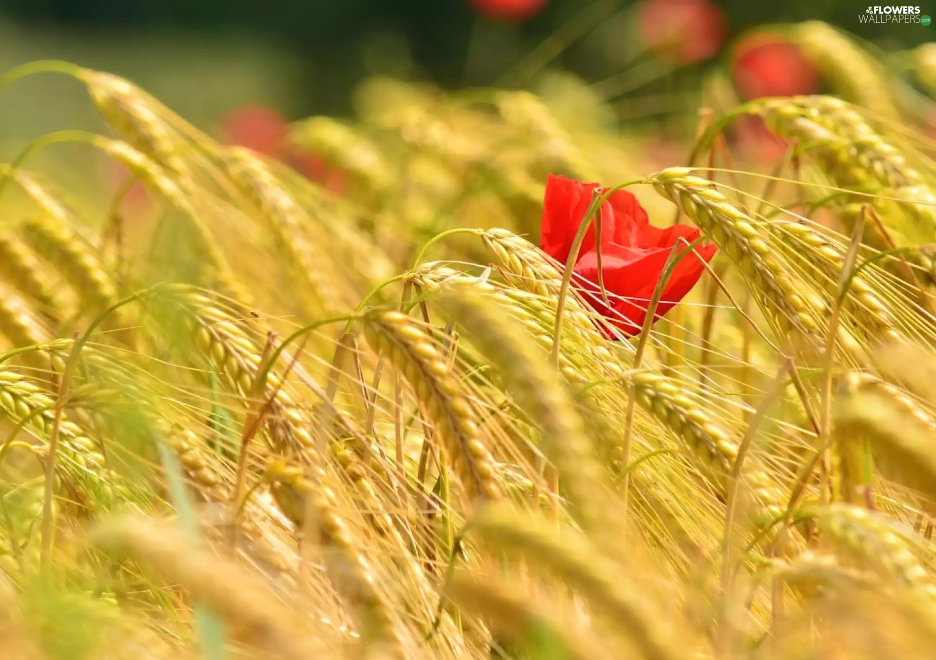 red weed, Ears, cereals