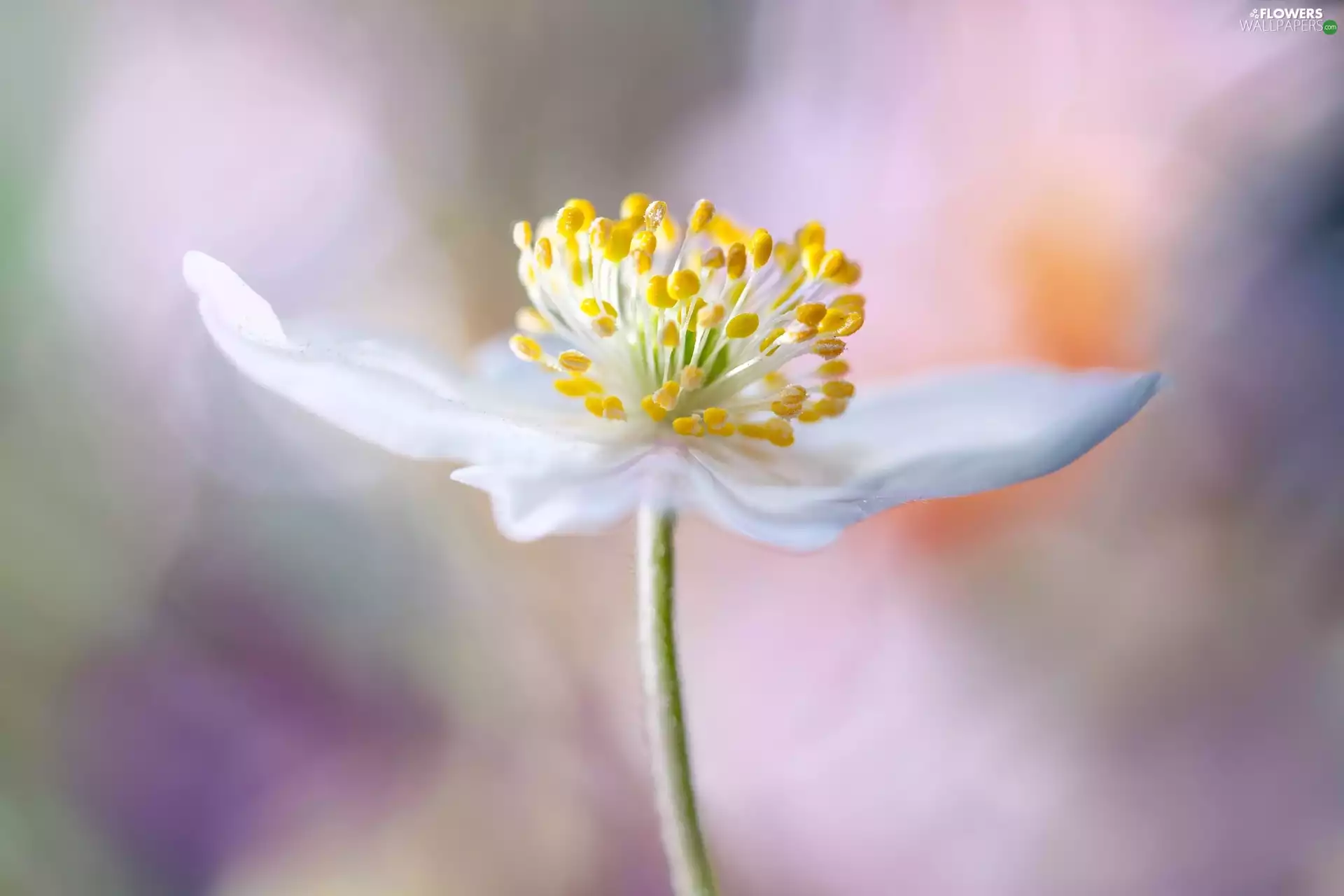 Close, White, anemone