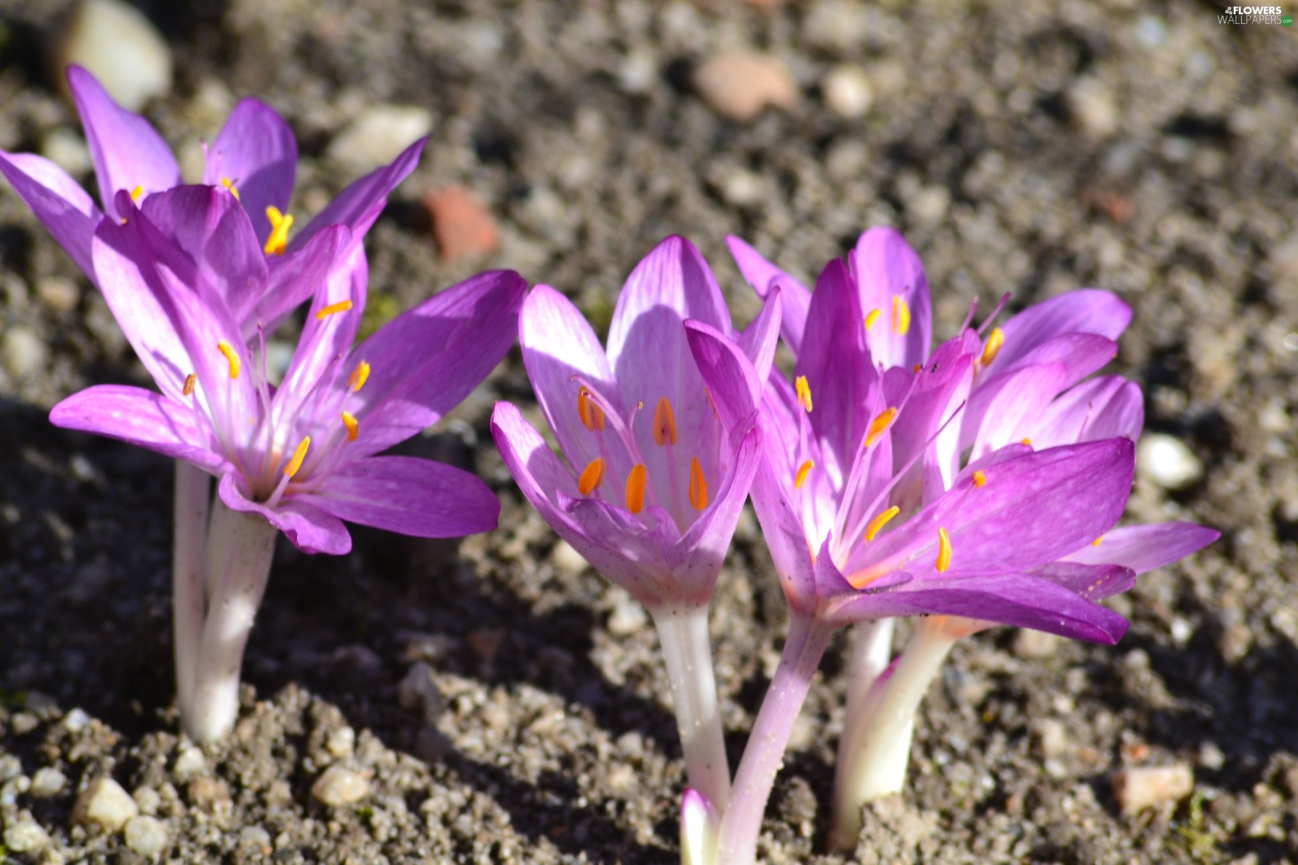 colchicum - Flowers wallpapers: 2560x1706