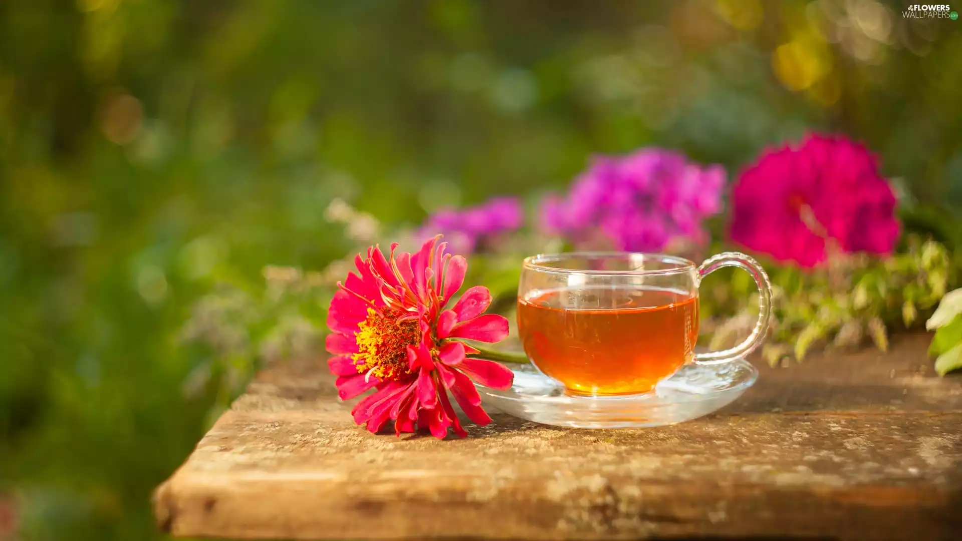 zinnia, blurry background, tea, Colourfull Flowers, cup