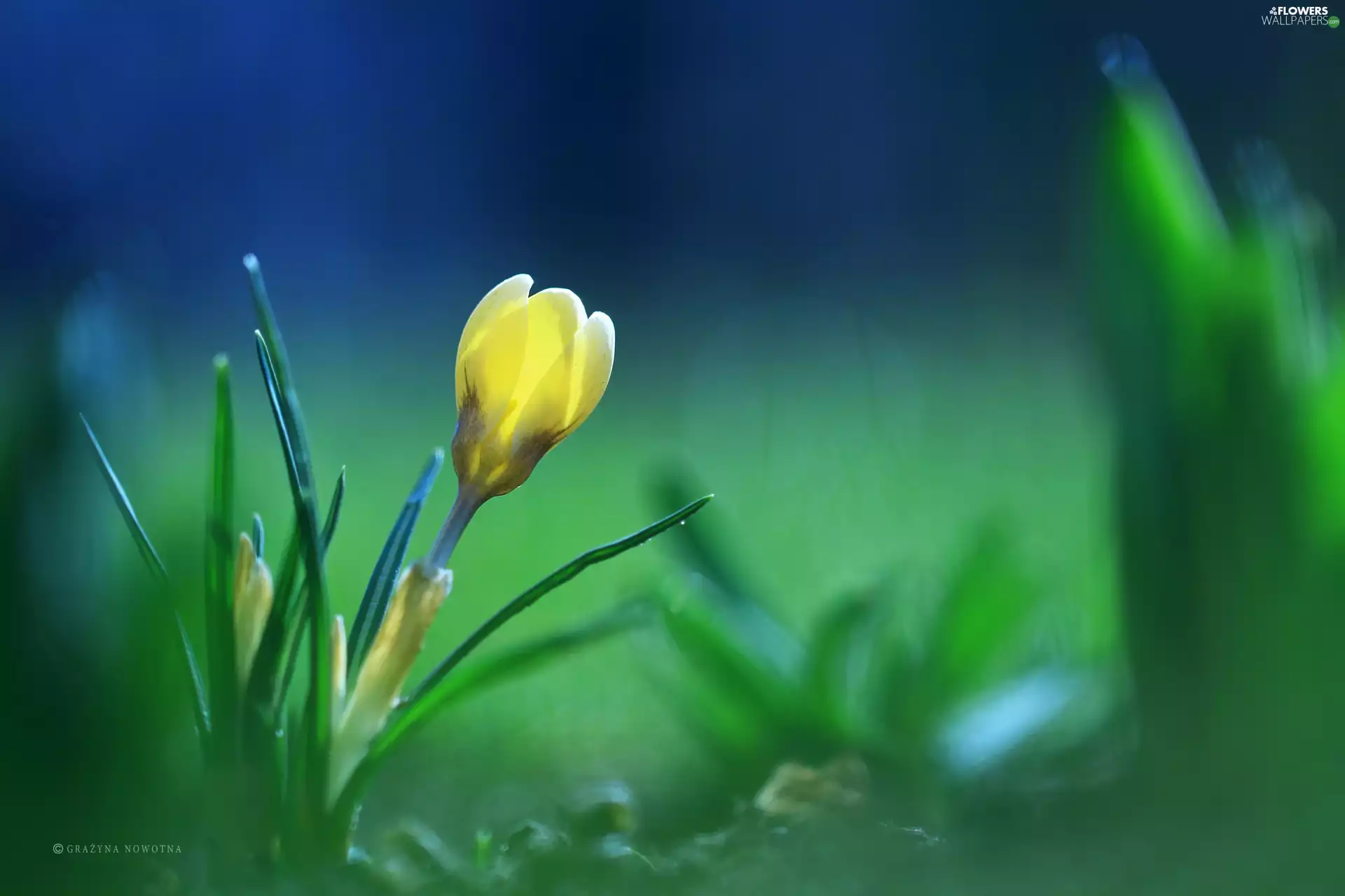 Colourfull Flowers, Yellow, crocus