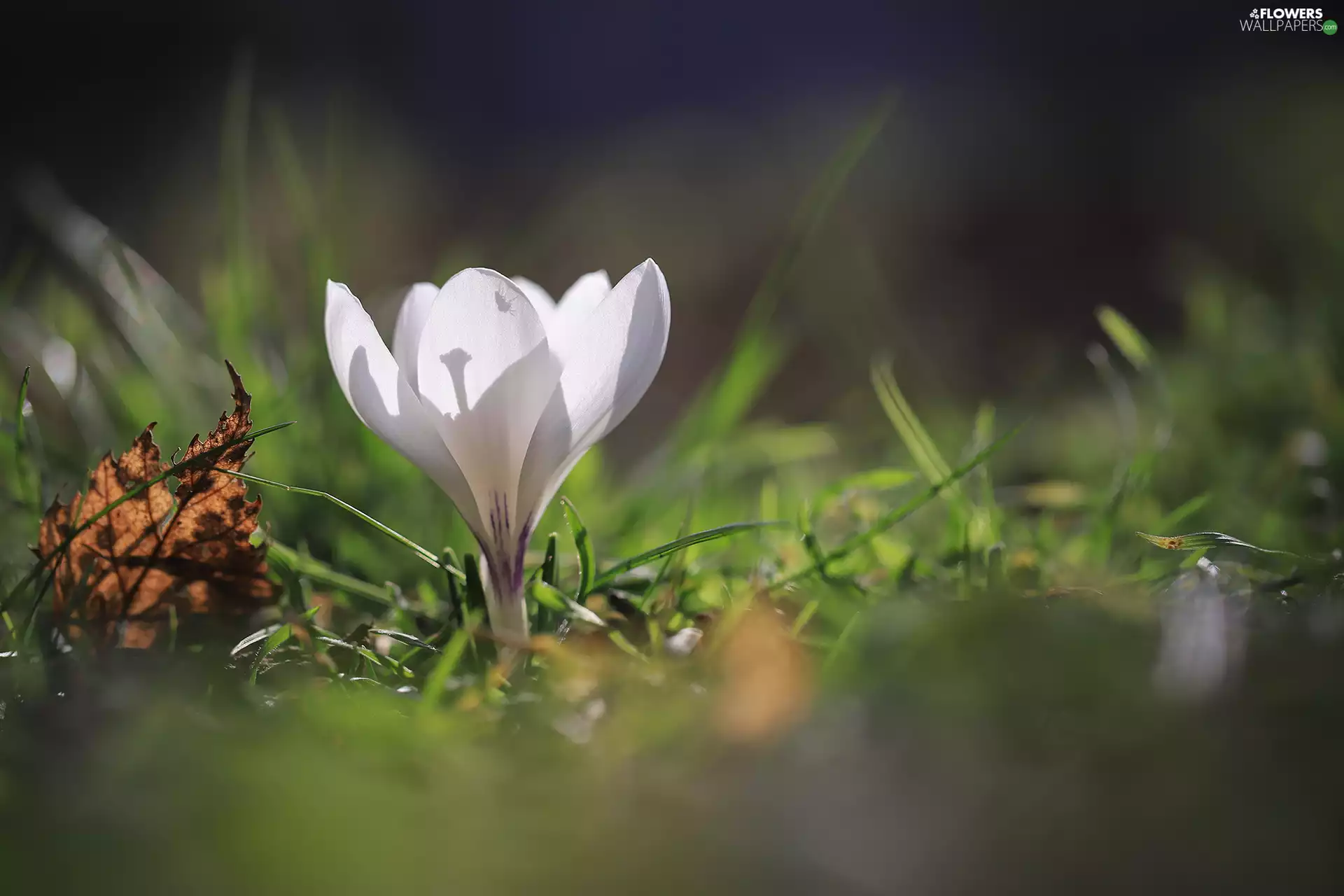 White, dry, leaf, crocus