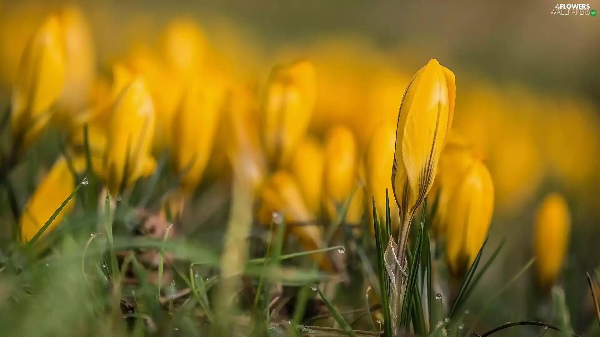 Flowers, Yellow, Buds, crocuses