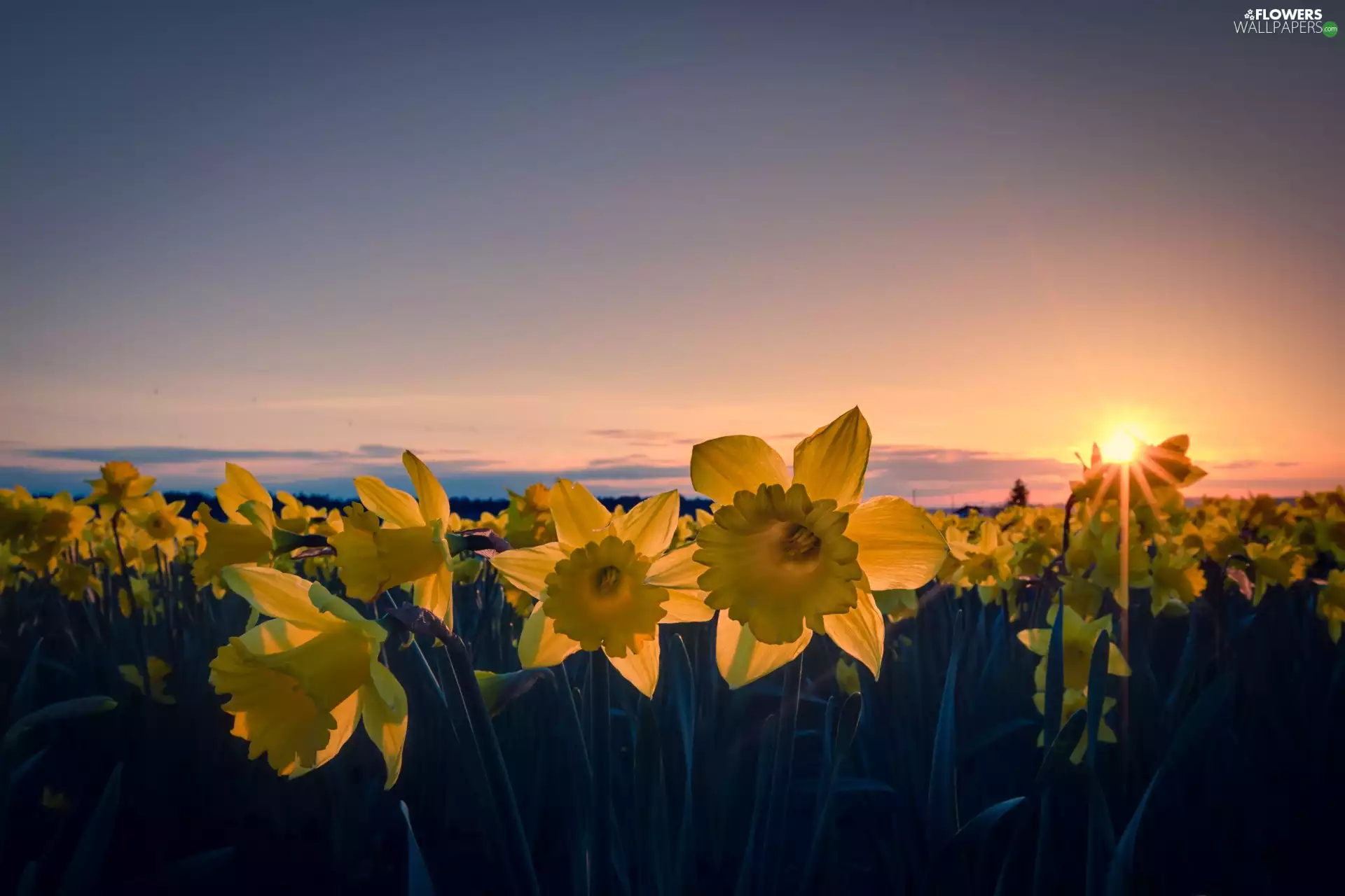 Daffodils, west, sun