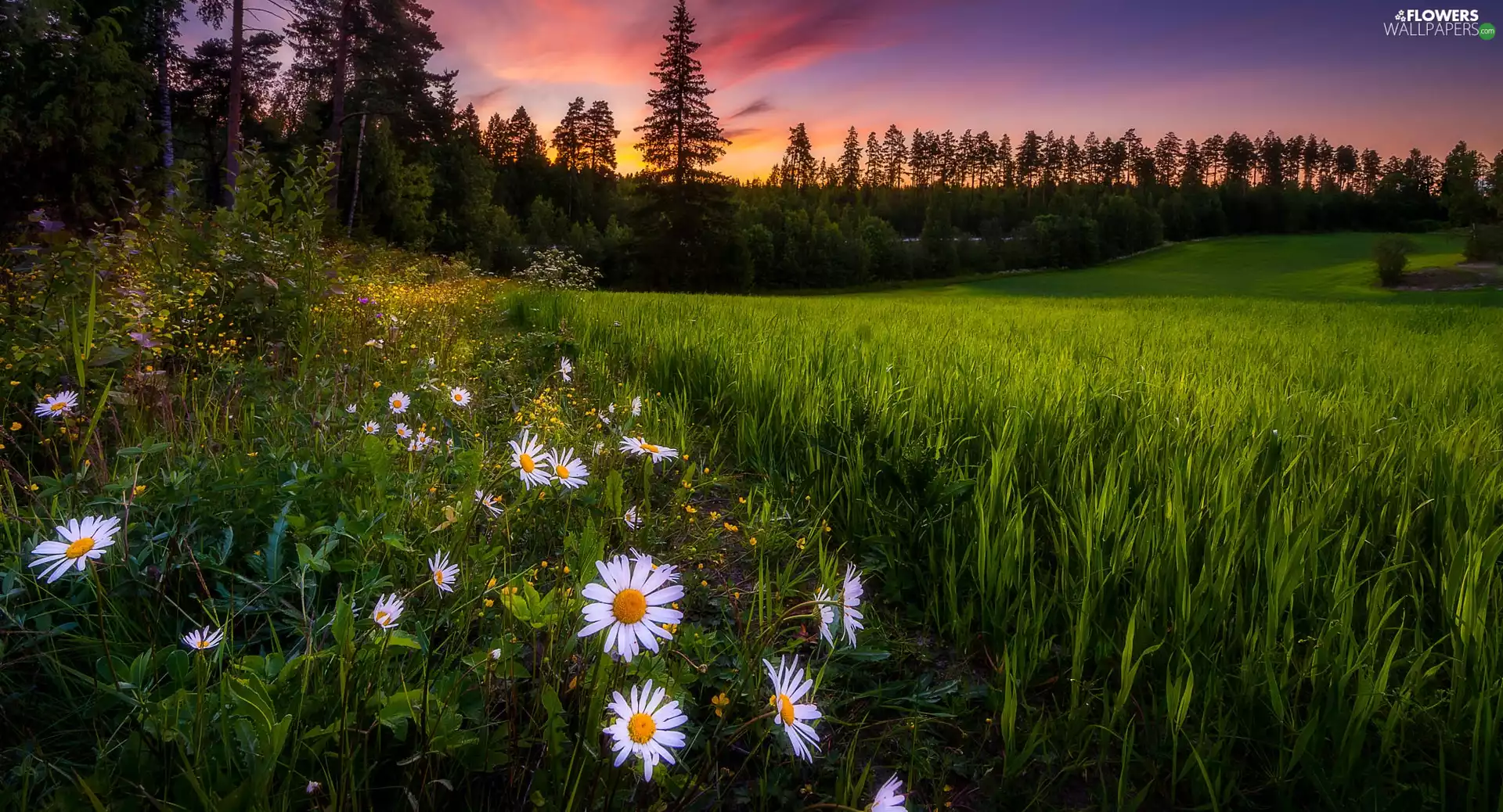 Flowers, trees, daisy, grass, Meadow, viewes