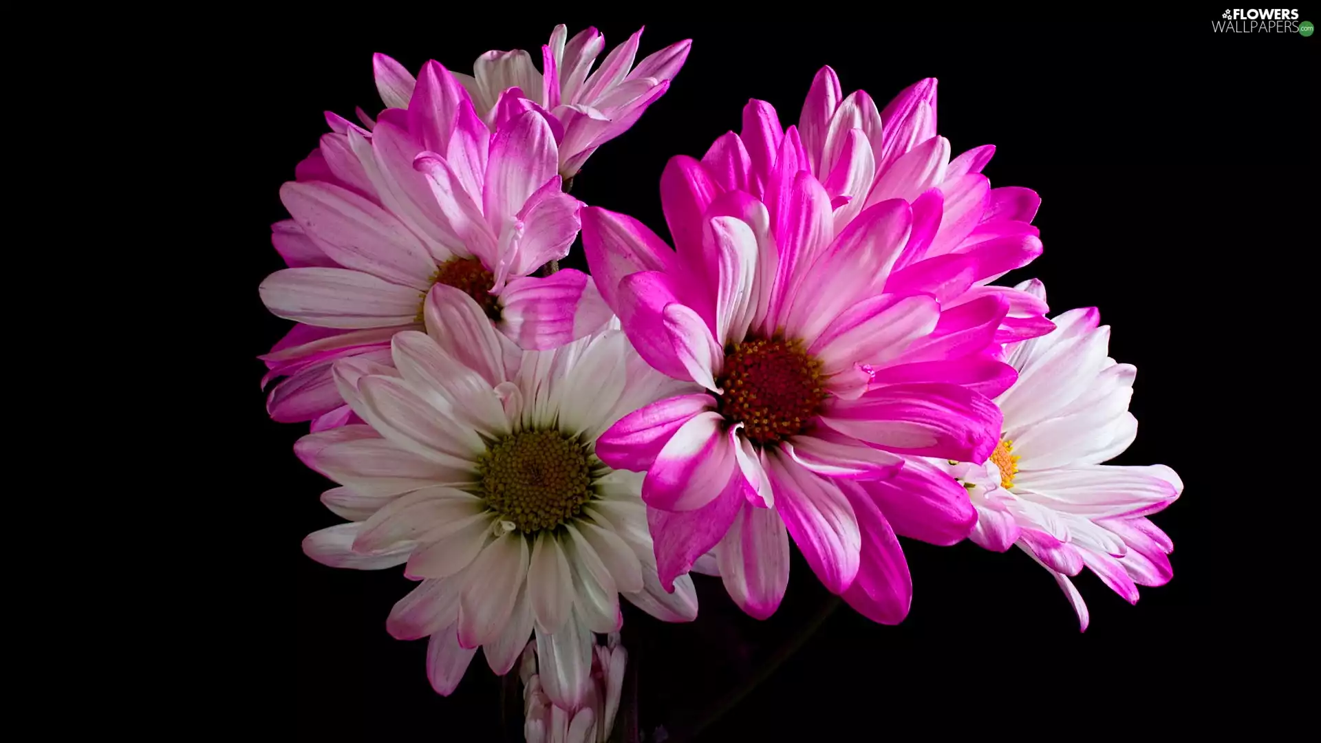 white and pink, dark, background, Chrysanthemums - Flowers wallpapers ...