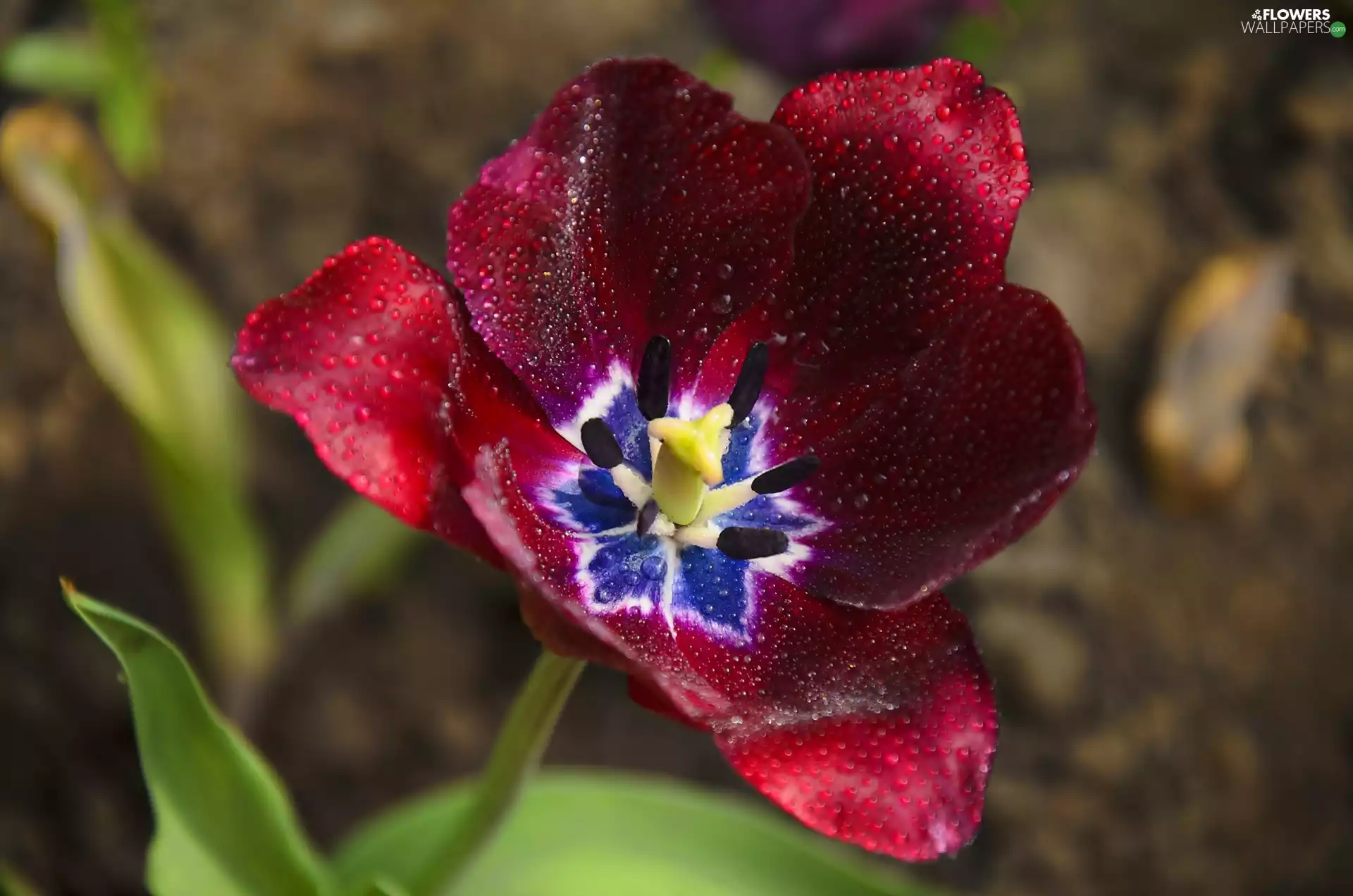 drops, Red, tulip