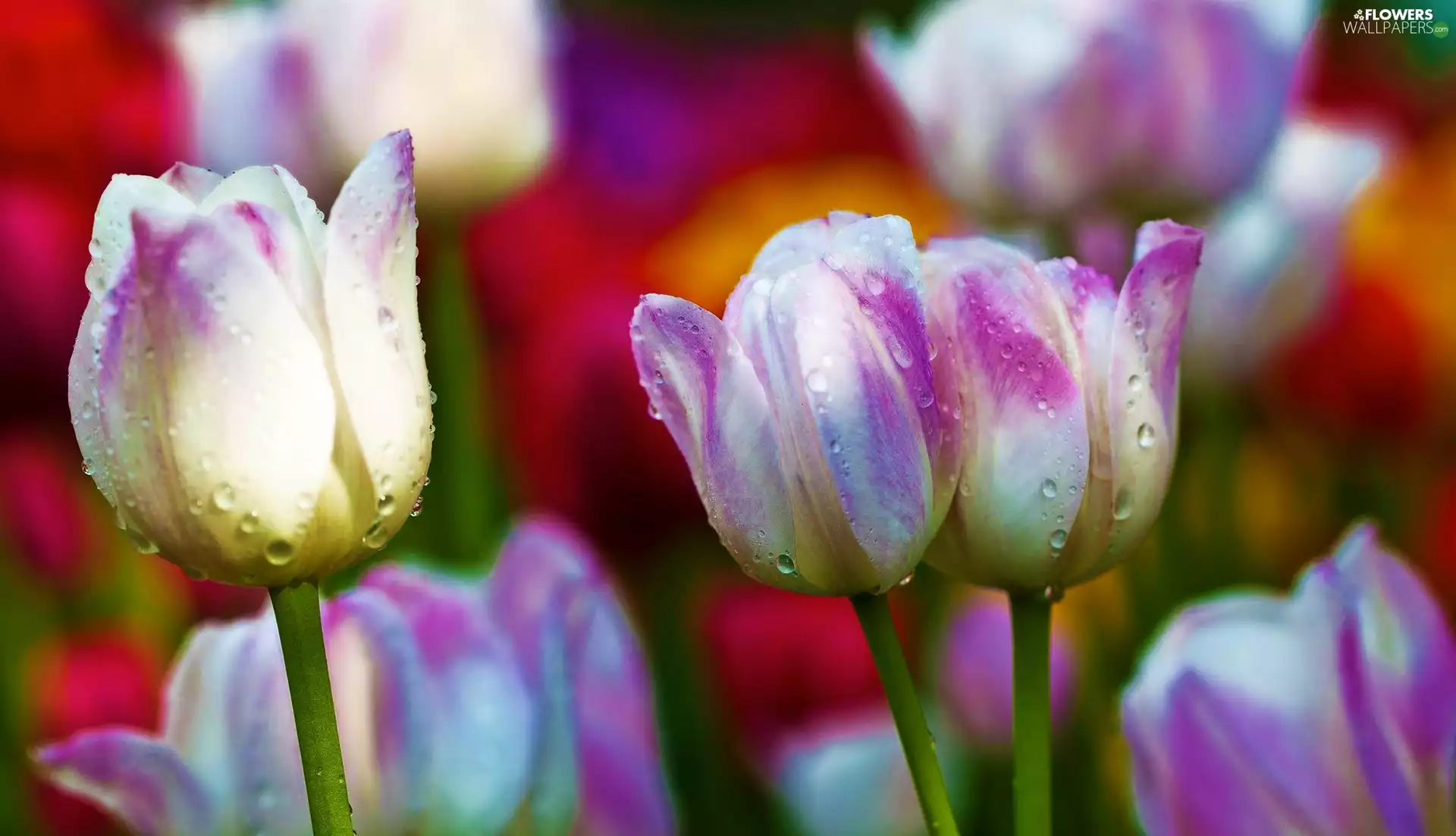 drops, color, Tulips