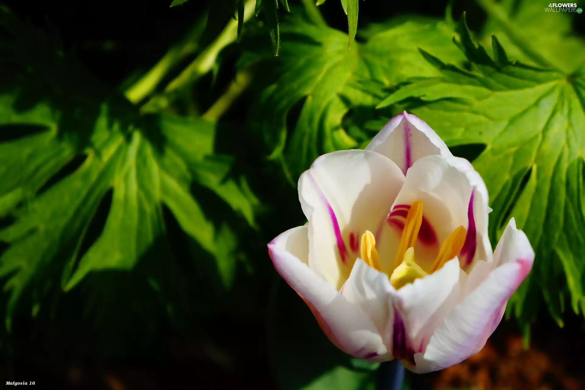 Colourfull Flowers, flower, flakes, tulip