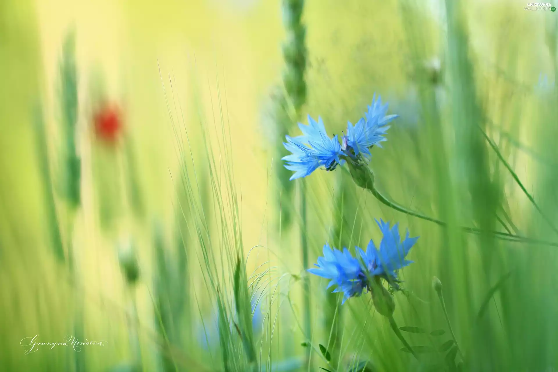 Flowers, cornflowers, Blue