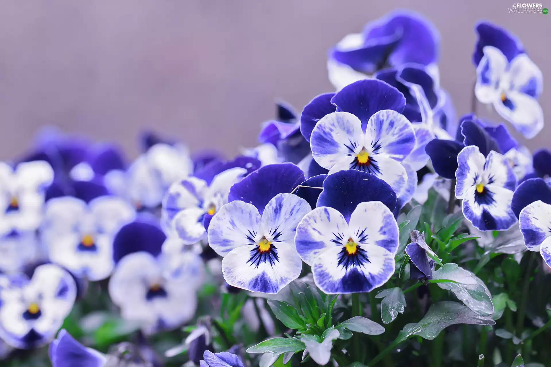 blue, pansies, Flowers, White