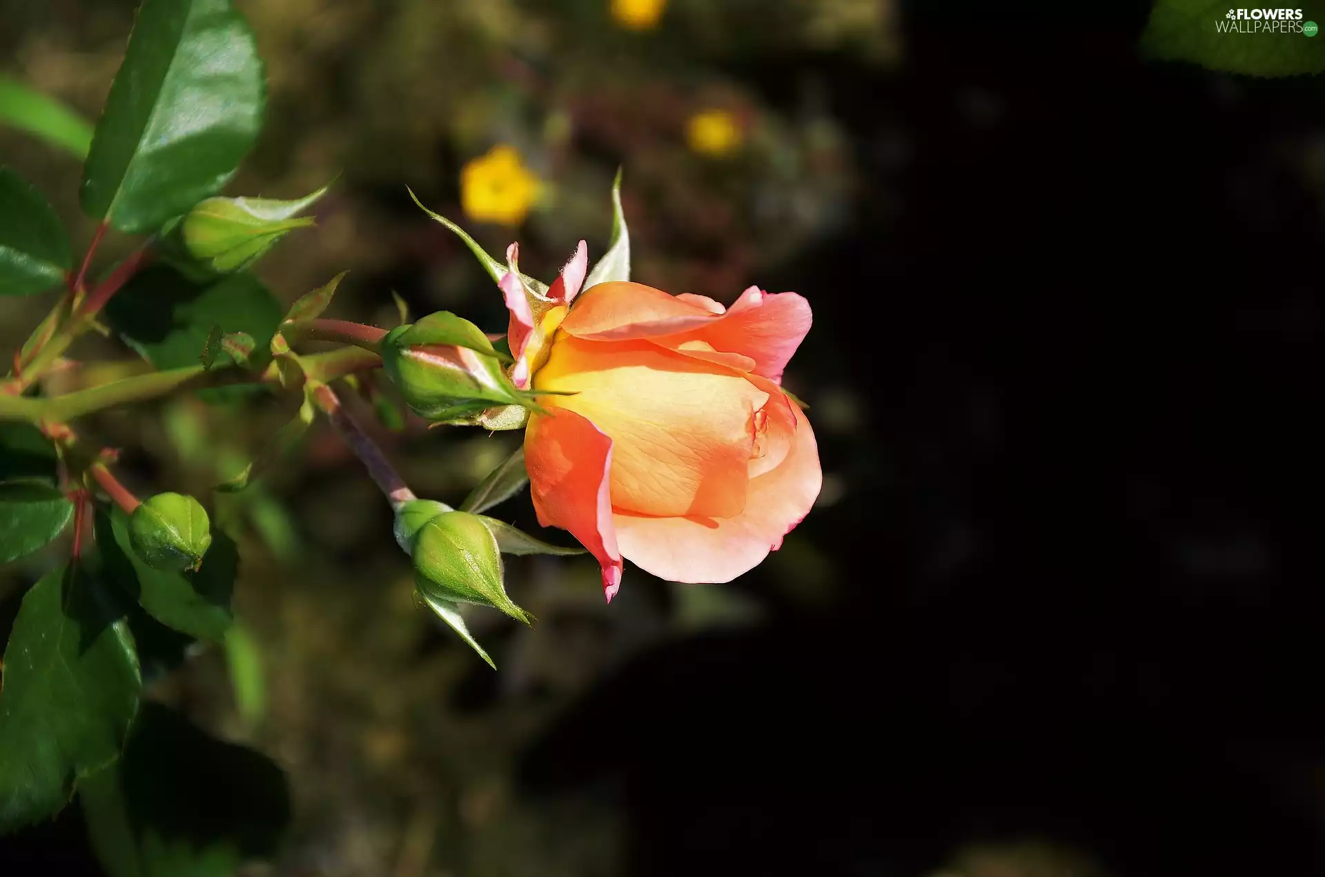 Colourfull Flowers, Buds, Leaf, rose