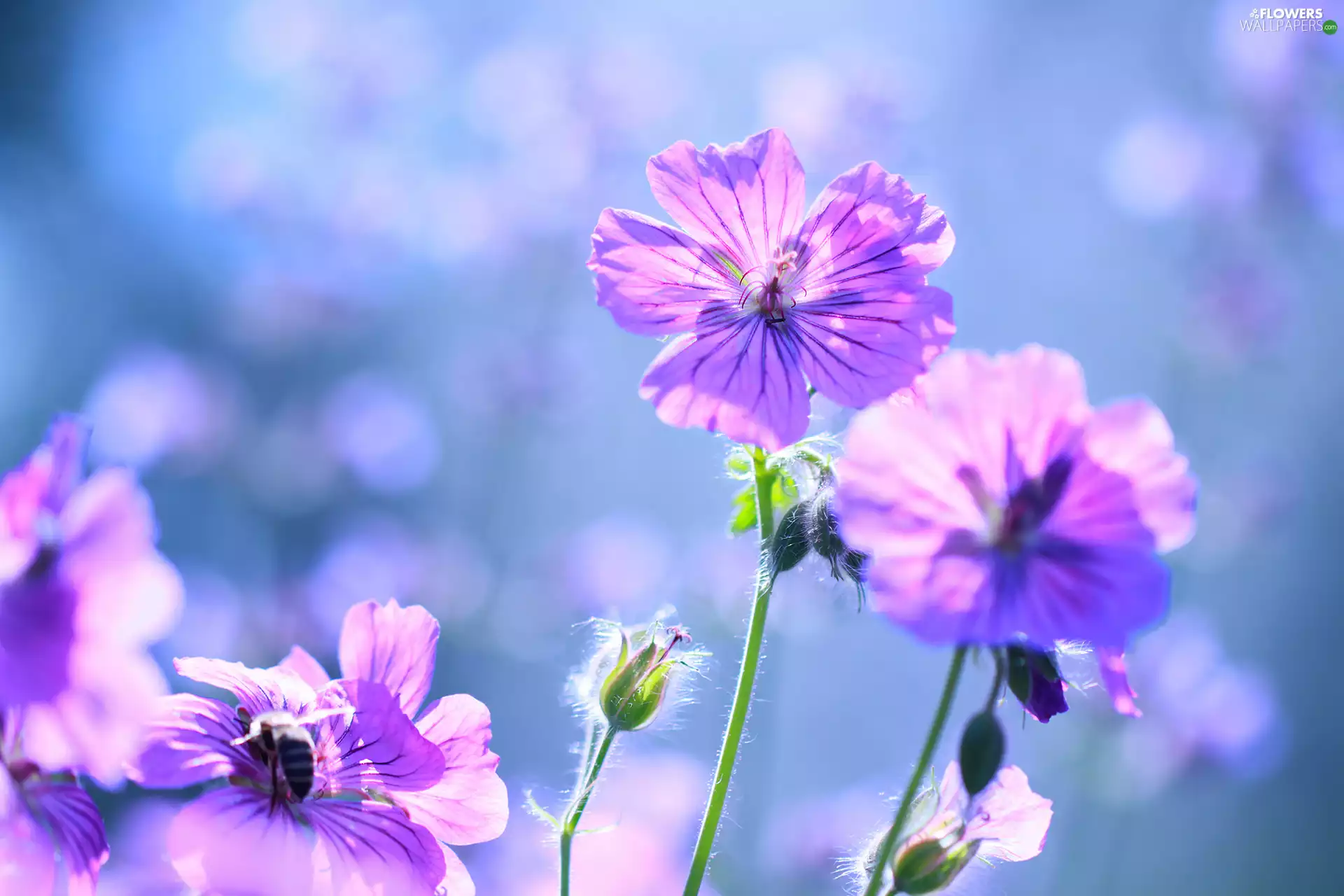 Flowers, geranium, lilac