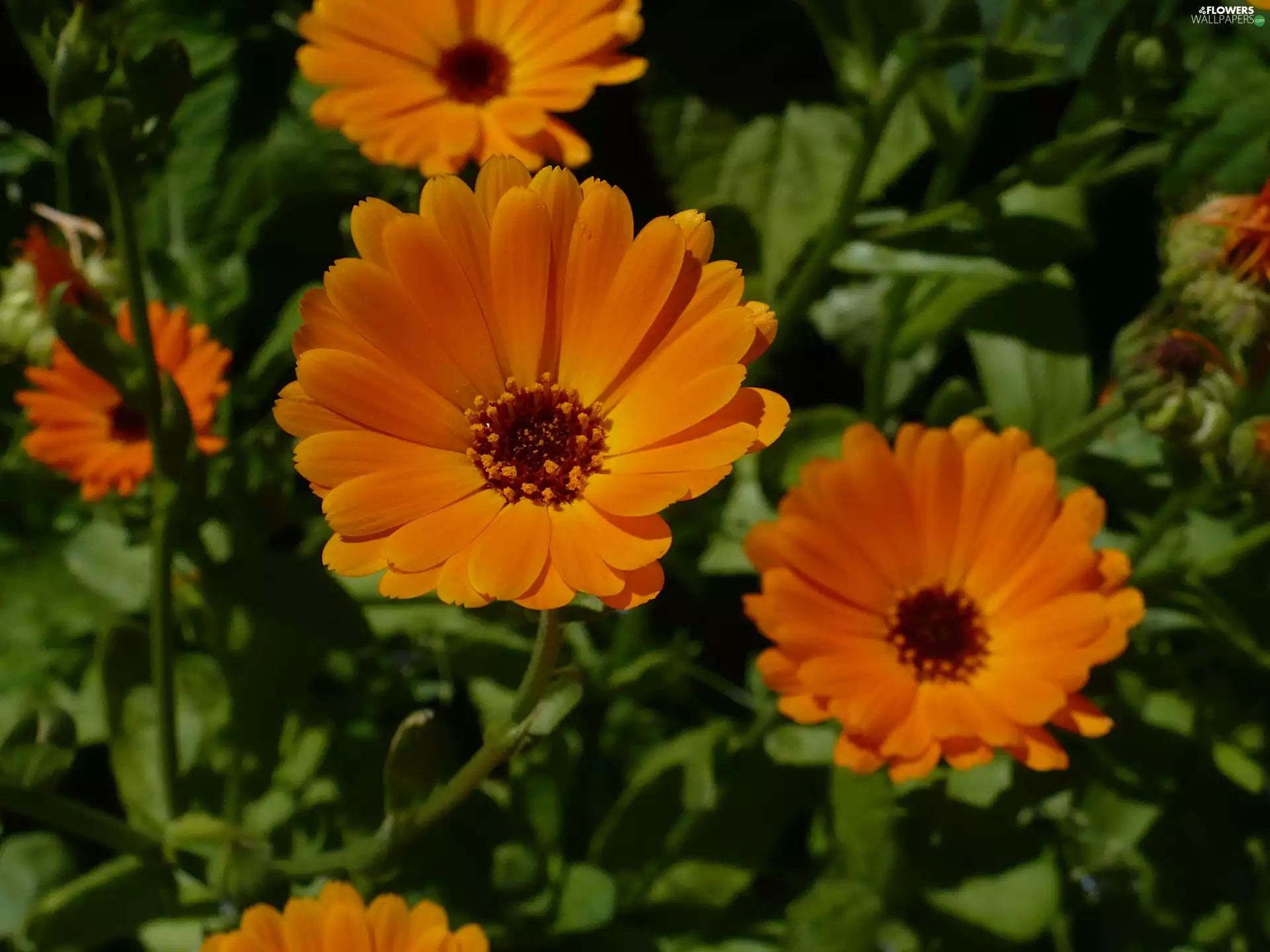 Marigold Medical, Orange, flowers