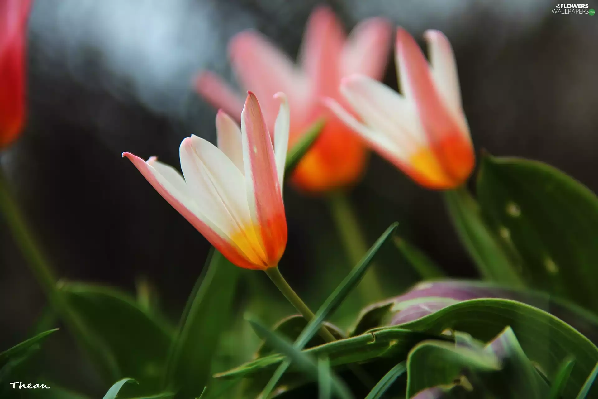 Tulips, Flowers