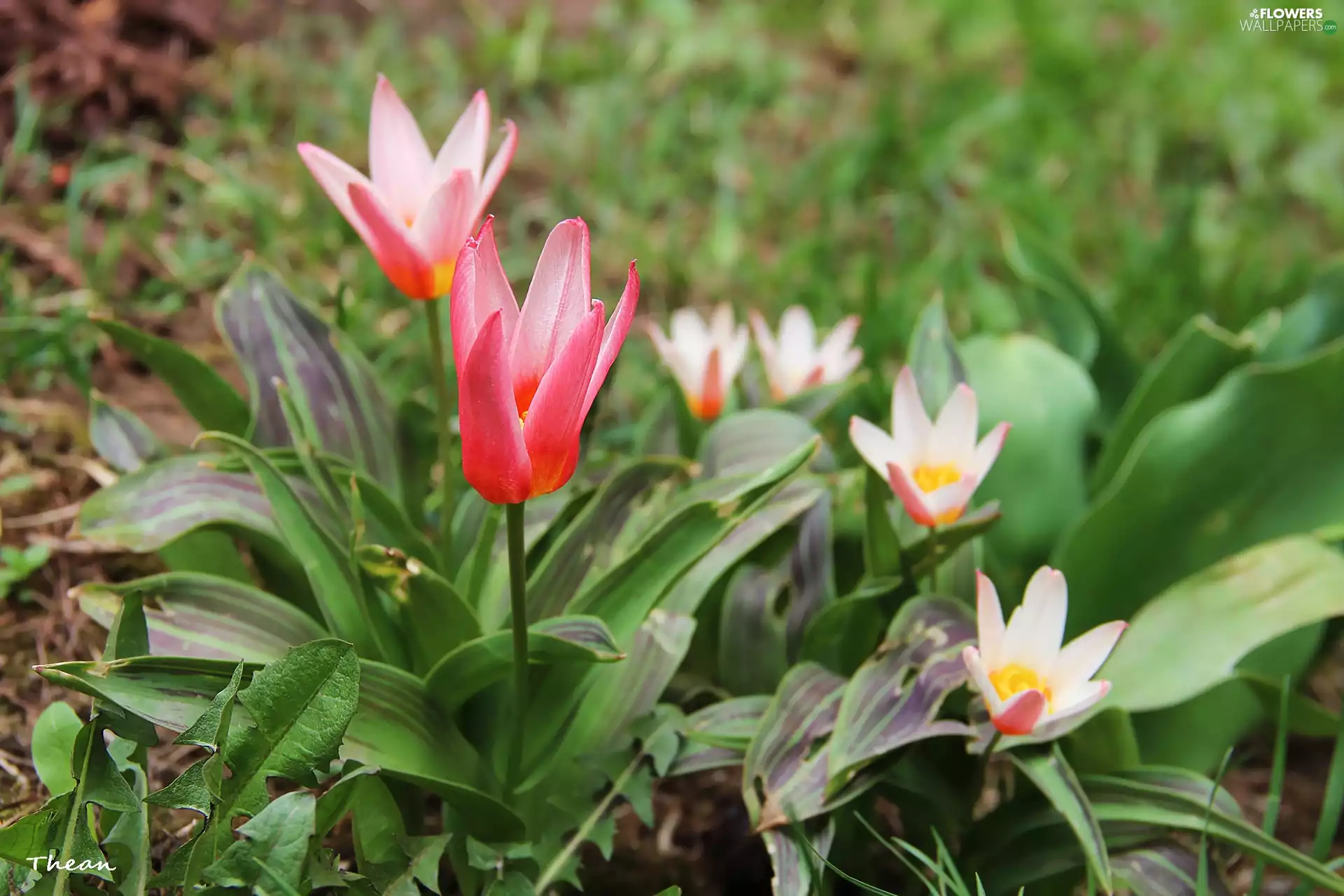 Tulips, Flowers