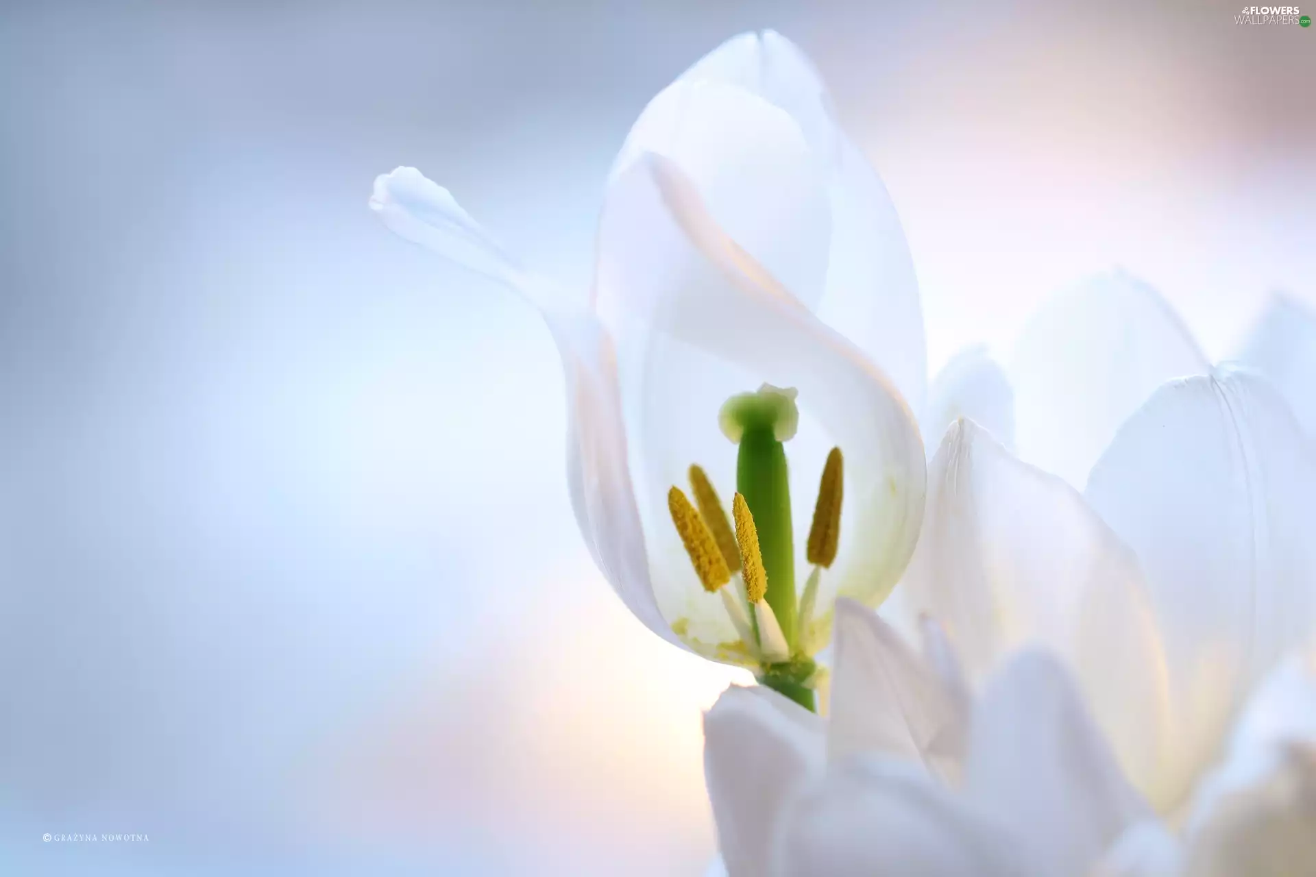 White, flakes, Flowers, Tulips