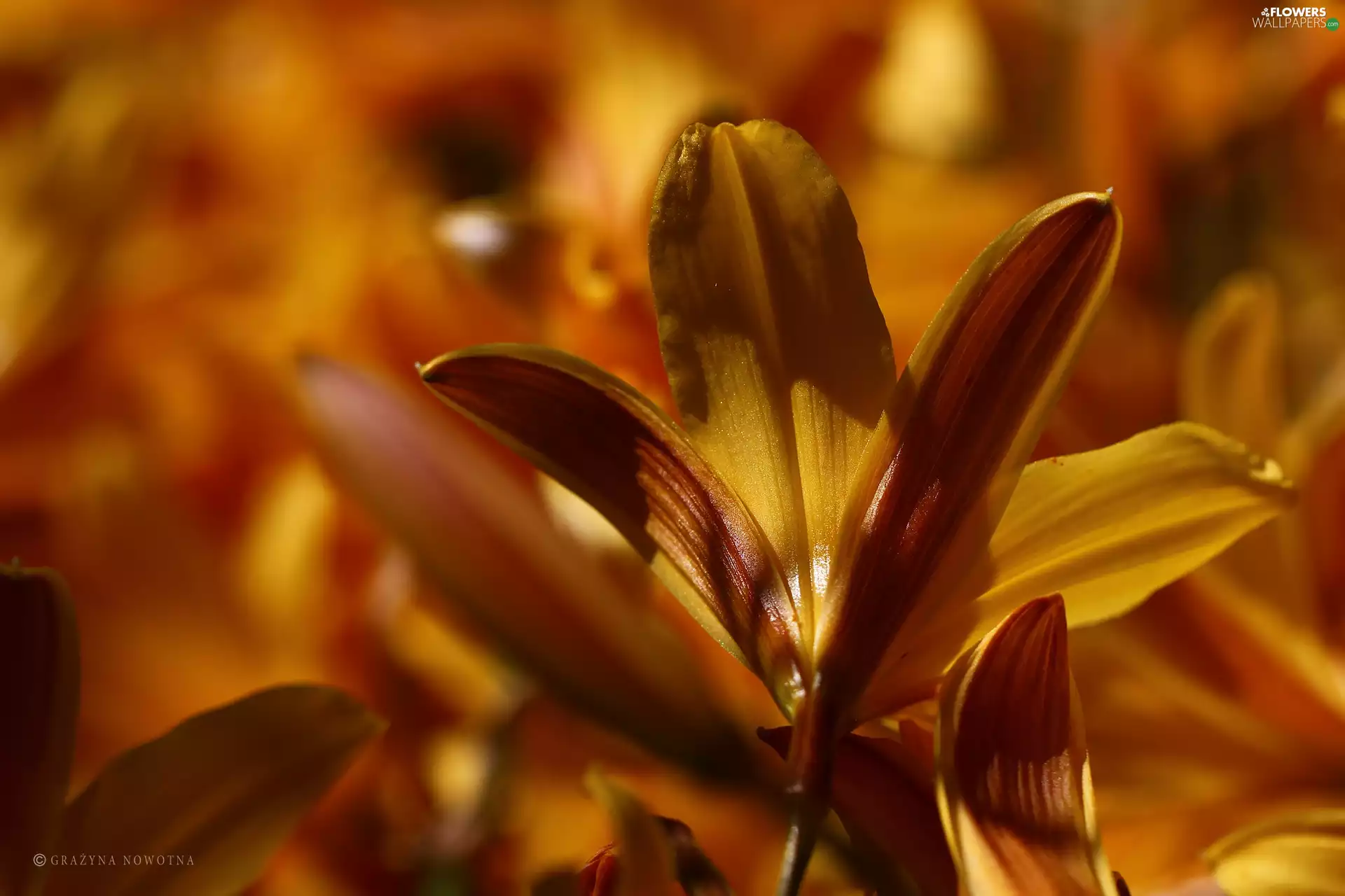 Flowers, lilies, Yellow