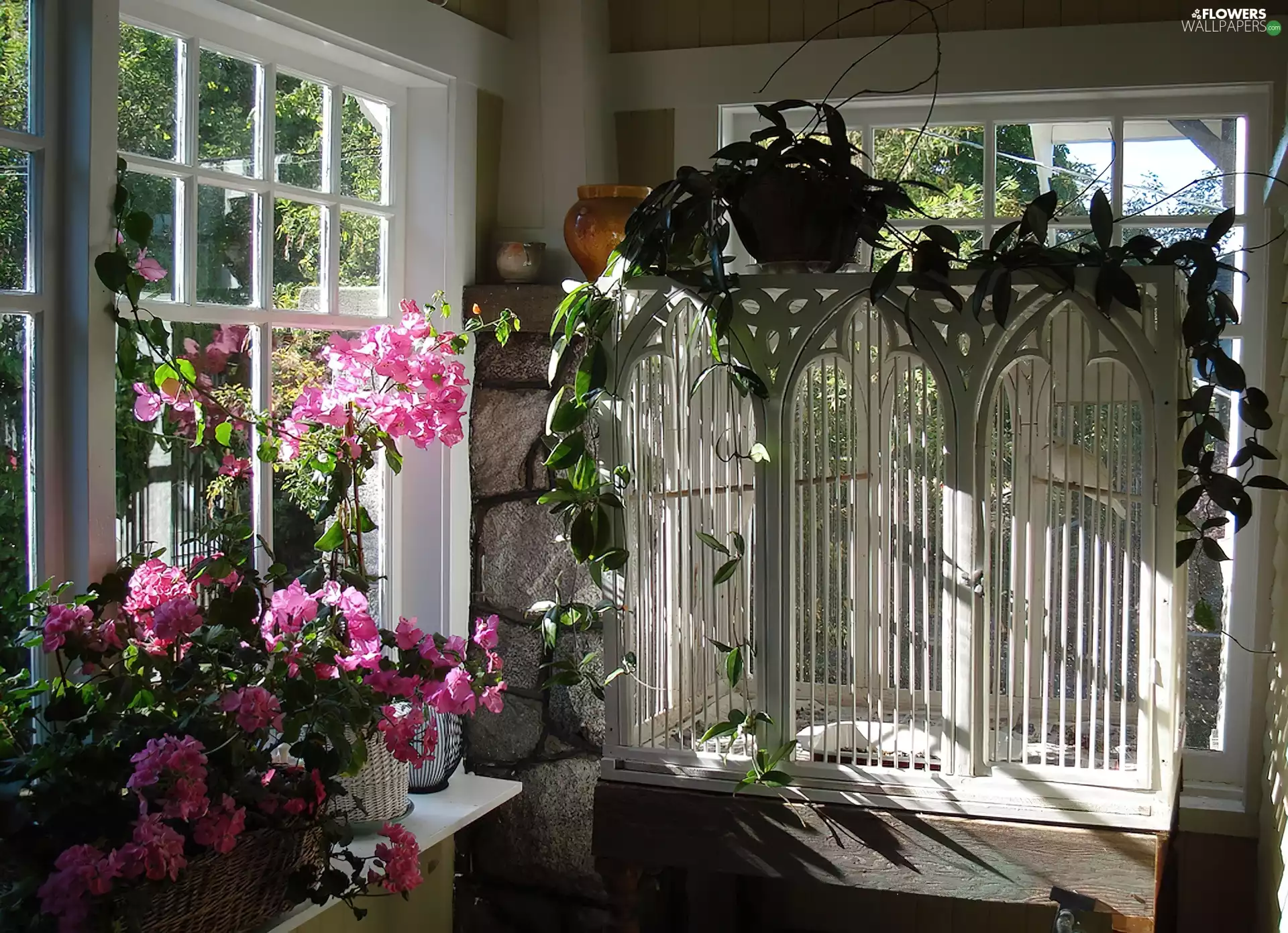 geraniums, veranda, windows