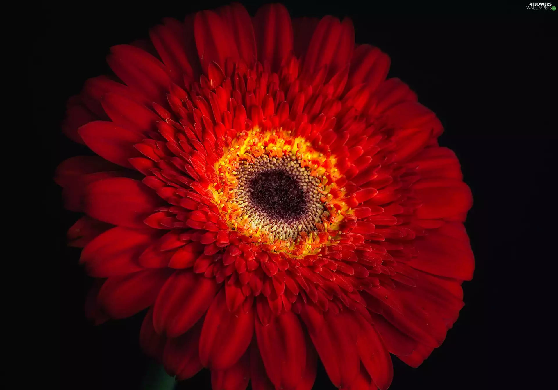 Gerber, Flower, Red