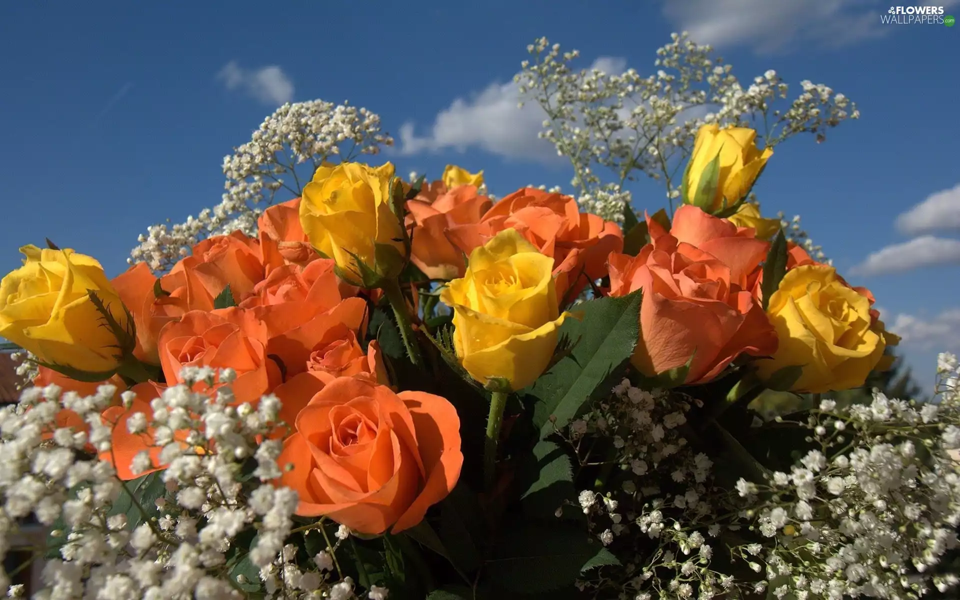 Flowers, roses, Gipsówka, bouquet