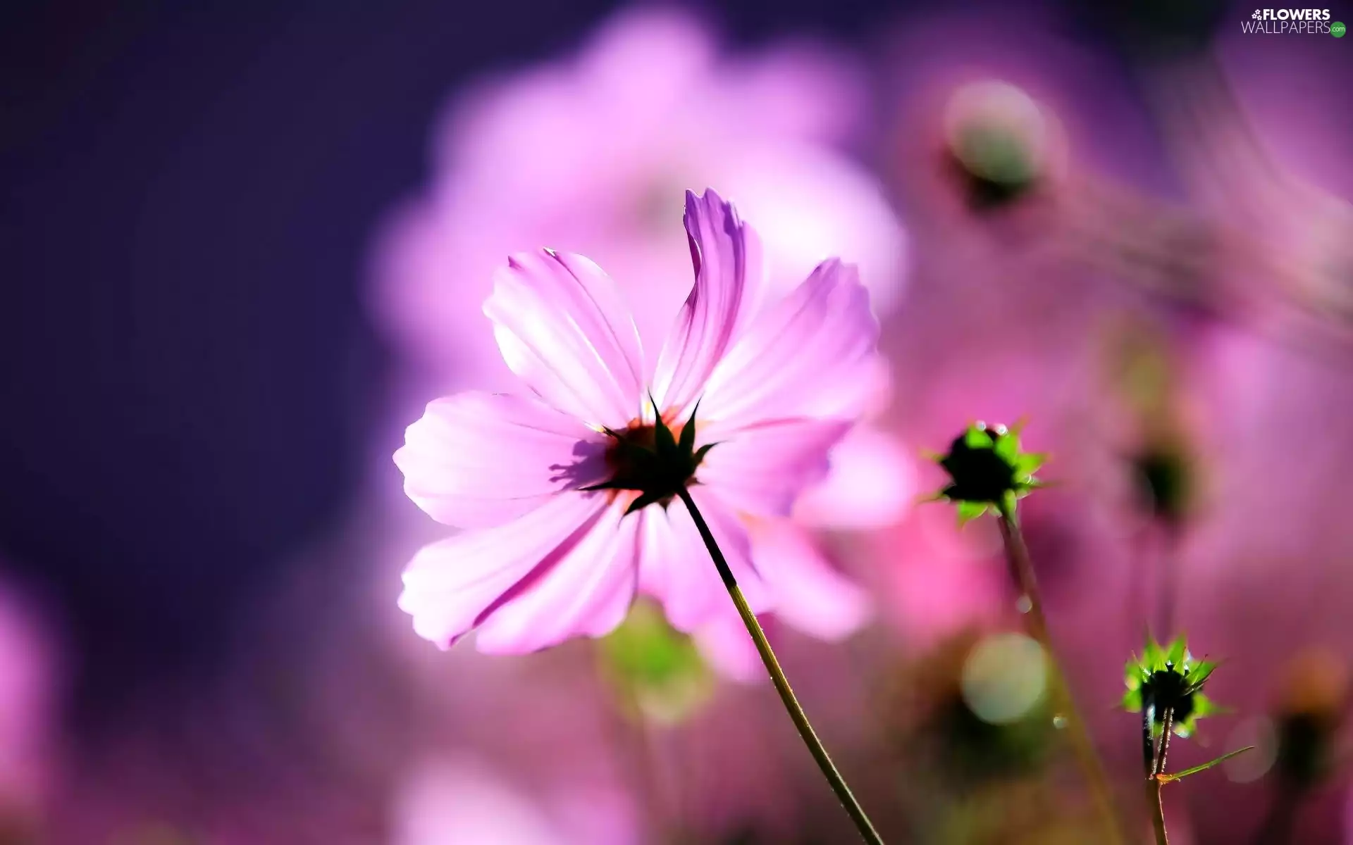 glamour, Flowers, Cosmos
