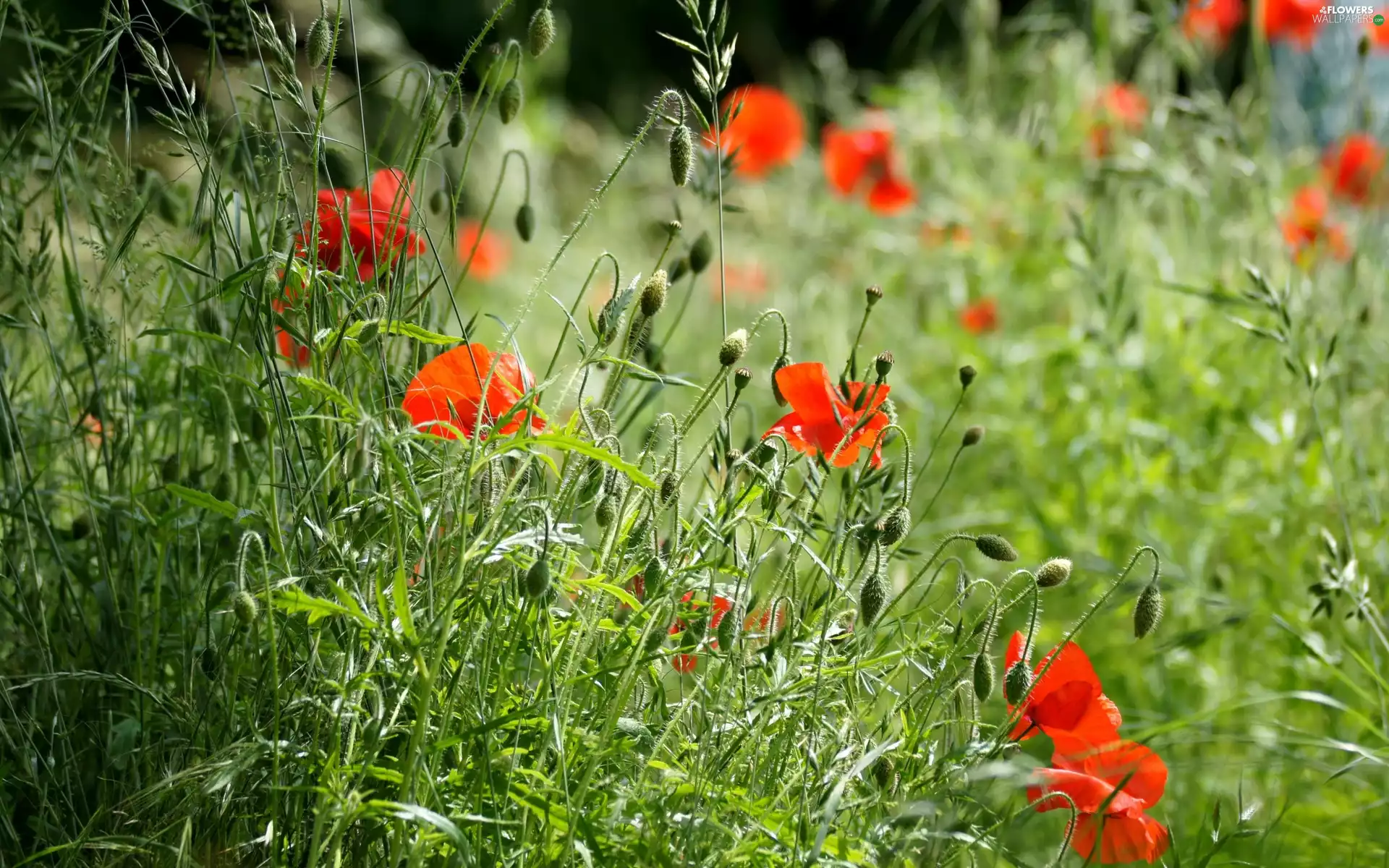 papavers, grass