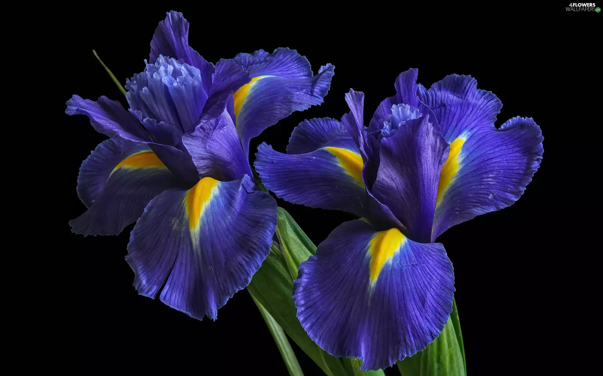 Irises, Flowers, Blue Flowers wallpapers 2560x1600